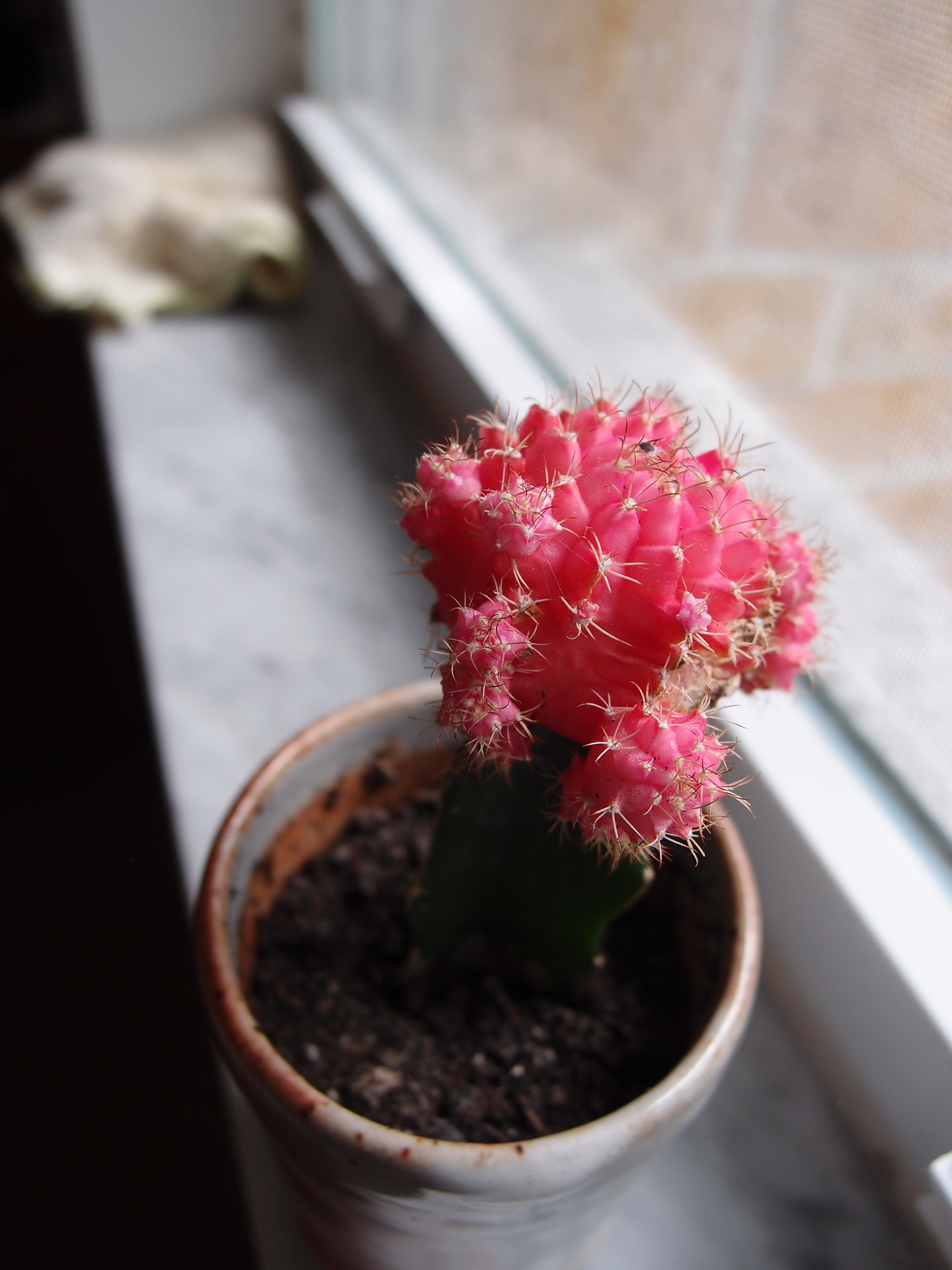 Plants in my Apartment – Grafted Cactus – Experiment No. 1