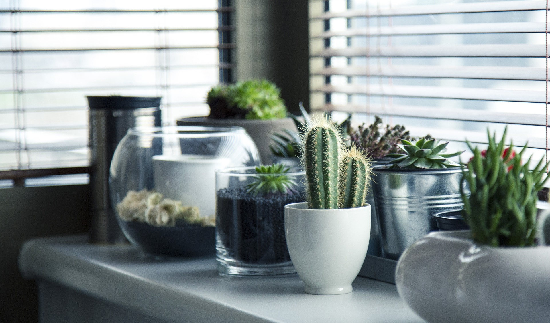 Cactus Decor Ideas – Type plus