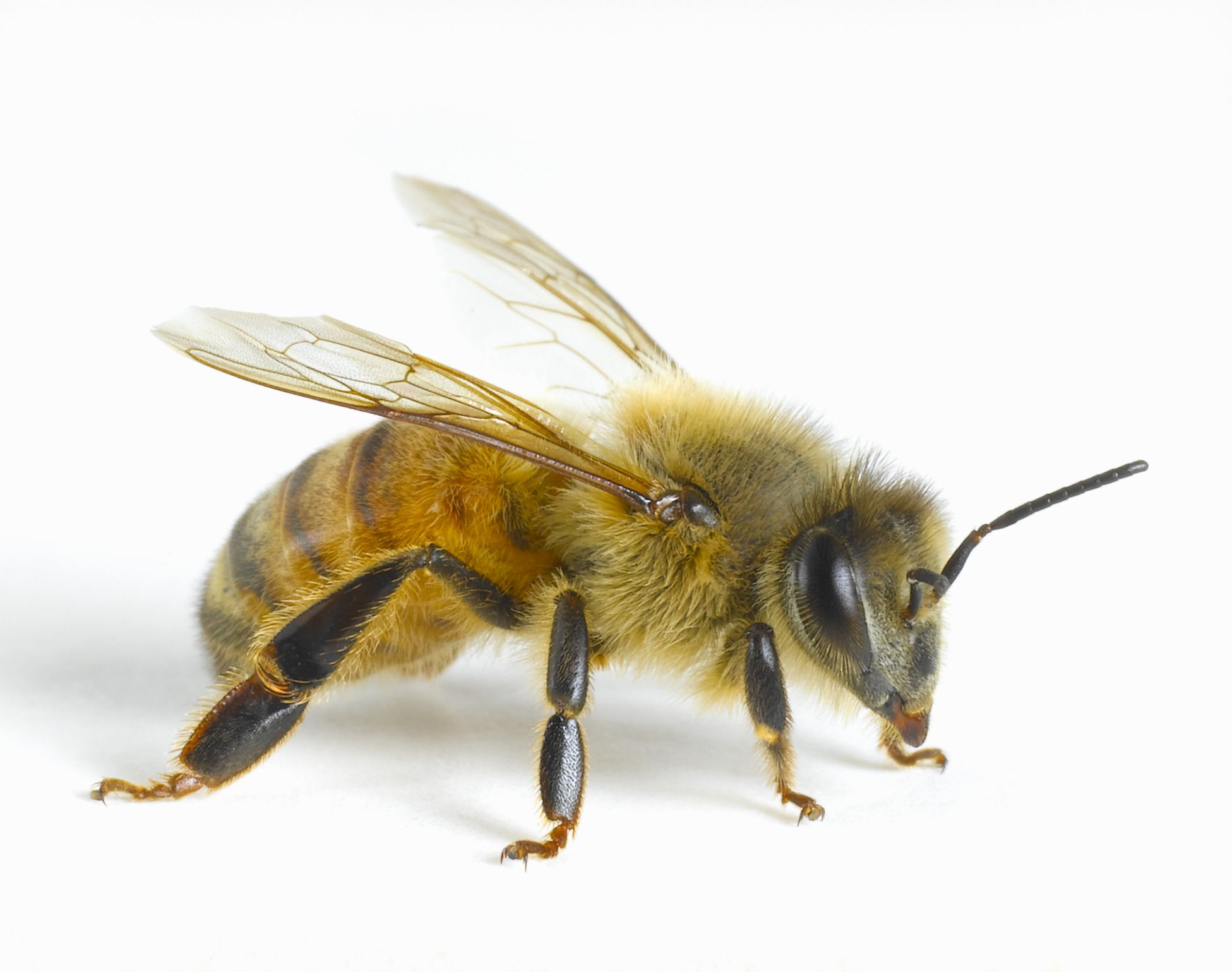 Honey Bees, Apis mellifera
