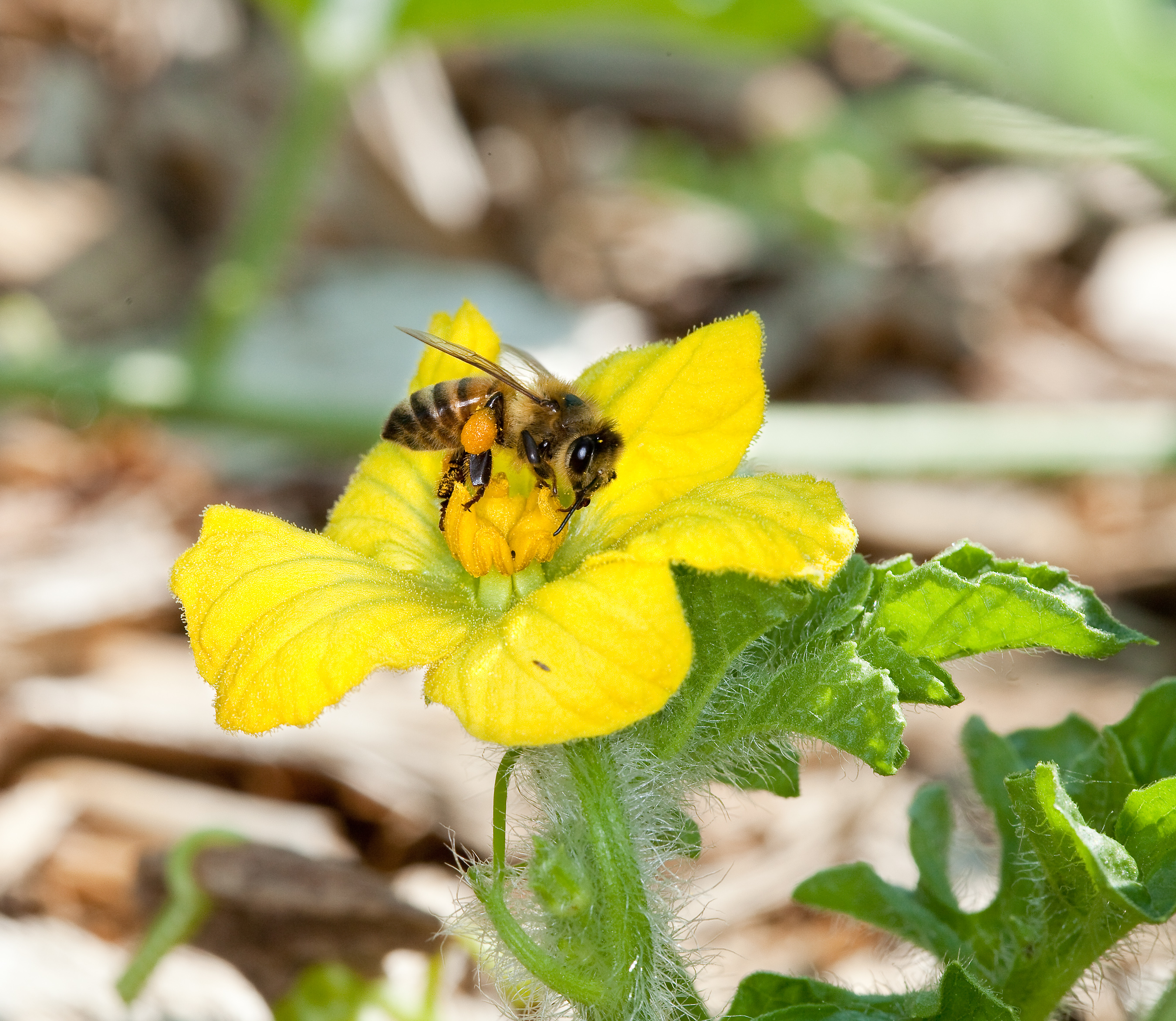 Announcing New Steps to Promote Pollinator Health | whitehouse.gov