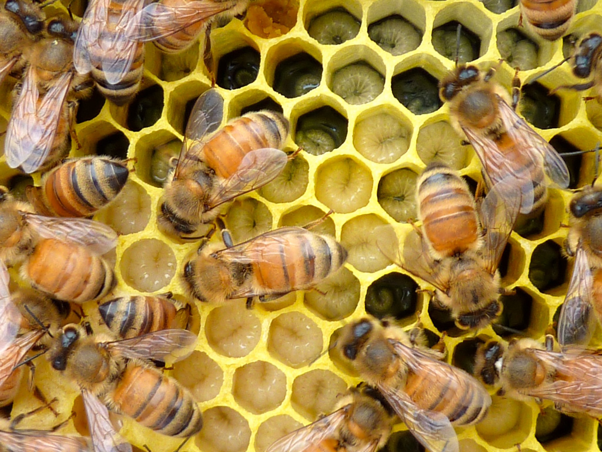 Honeybees photo