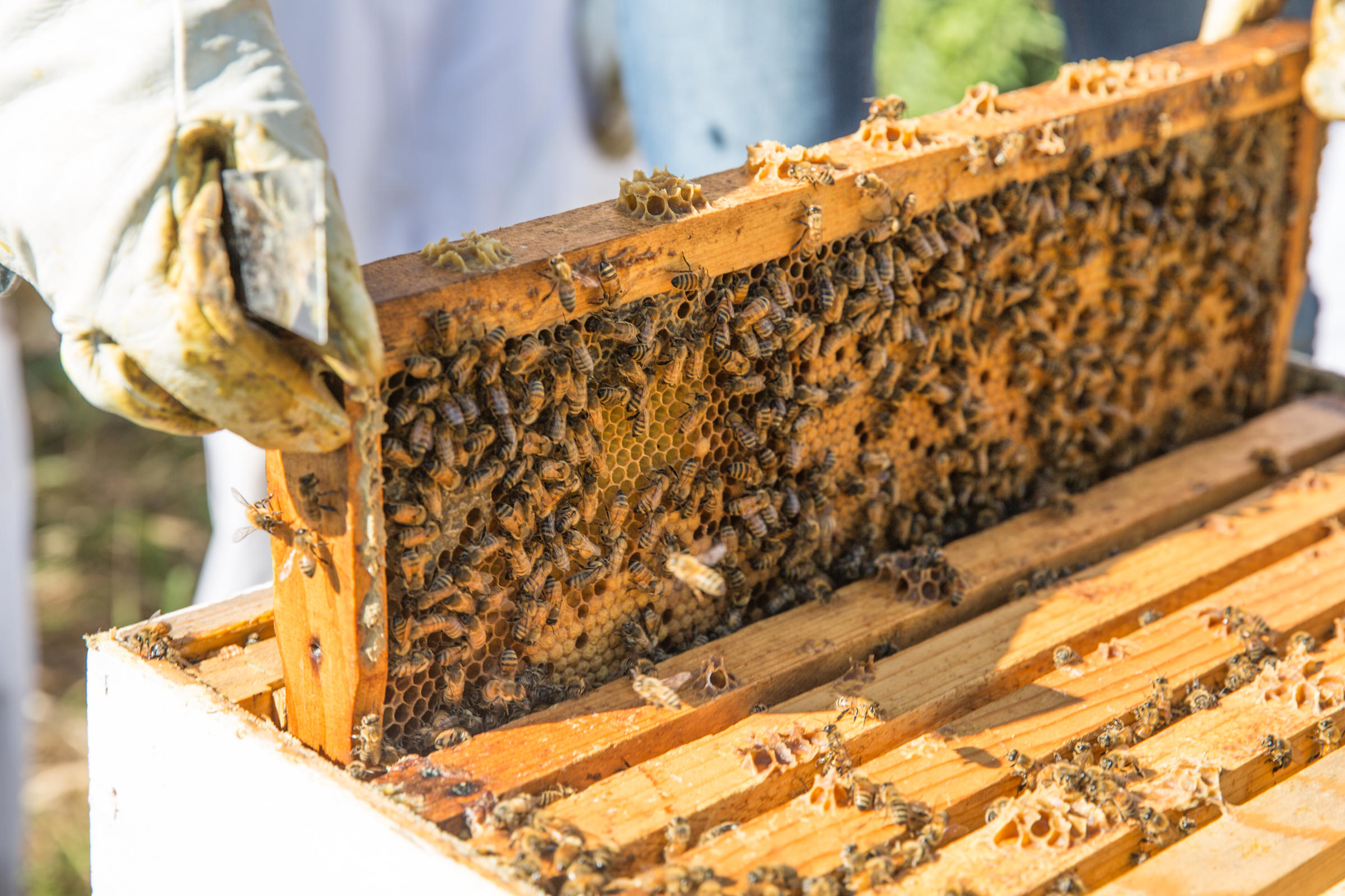 Tracking honey bees with big data | Michigan Radio