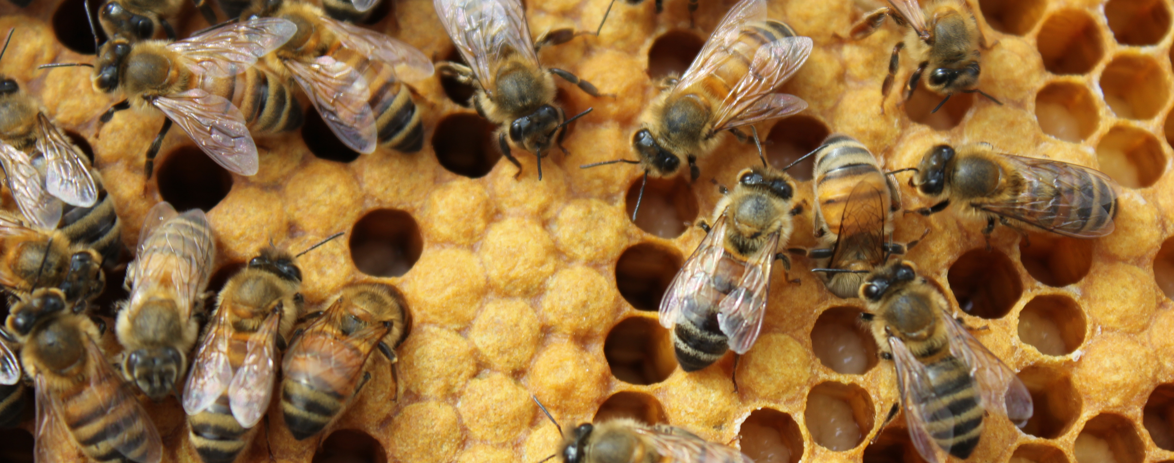 Bee Lab | Education, research and outreach related to honey bees ...