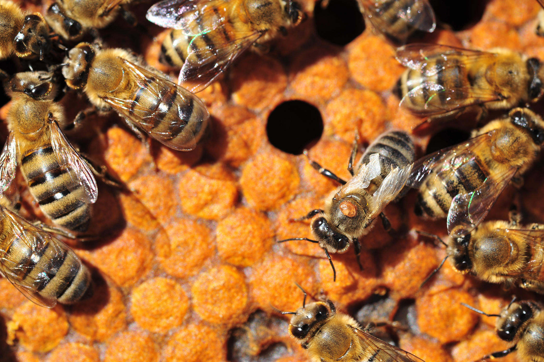 Scientists find holes in armor of major honey bee pest | Michigan Radio
