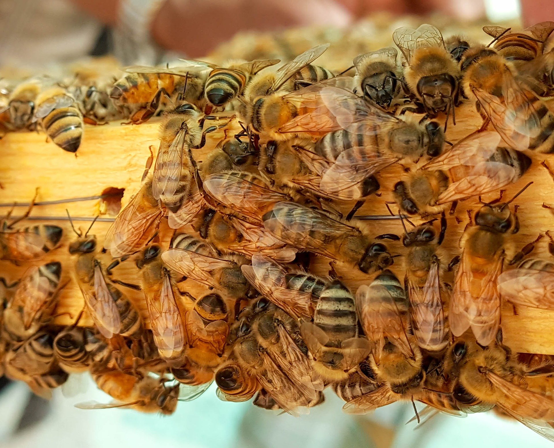 Chemicals in brain that make honeybees more likely to sting discovered