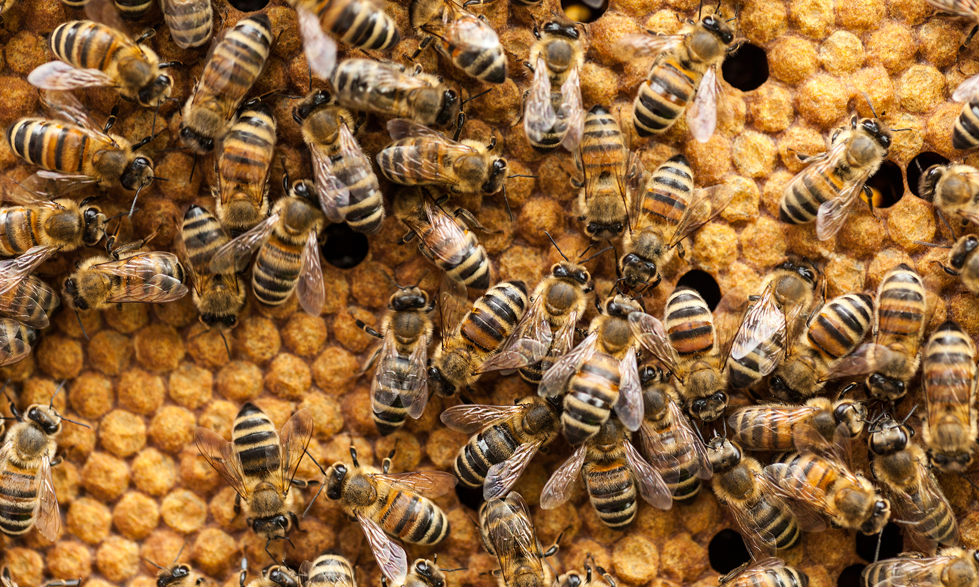 Do honeybees hold the secret for faster Web servers? | HowStuffWorks