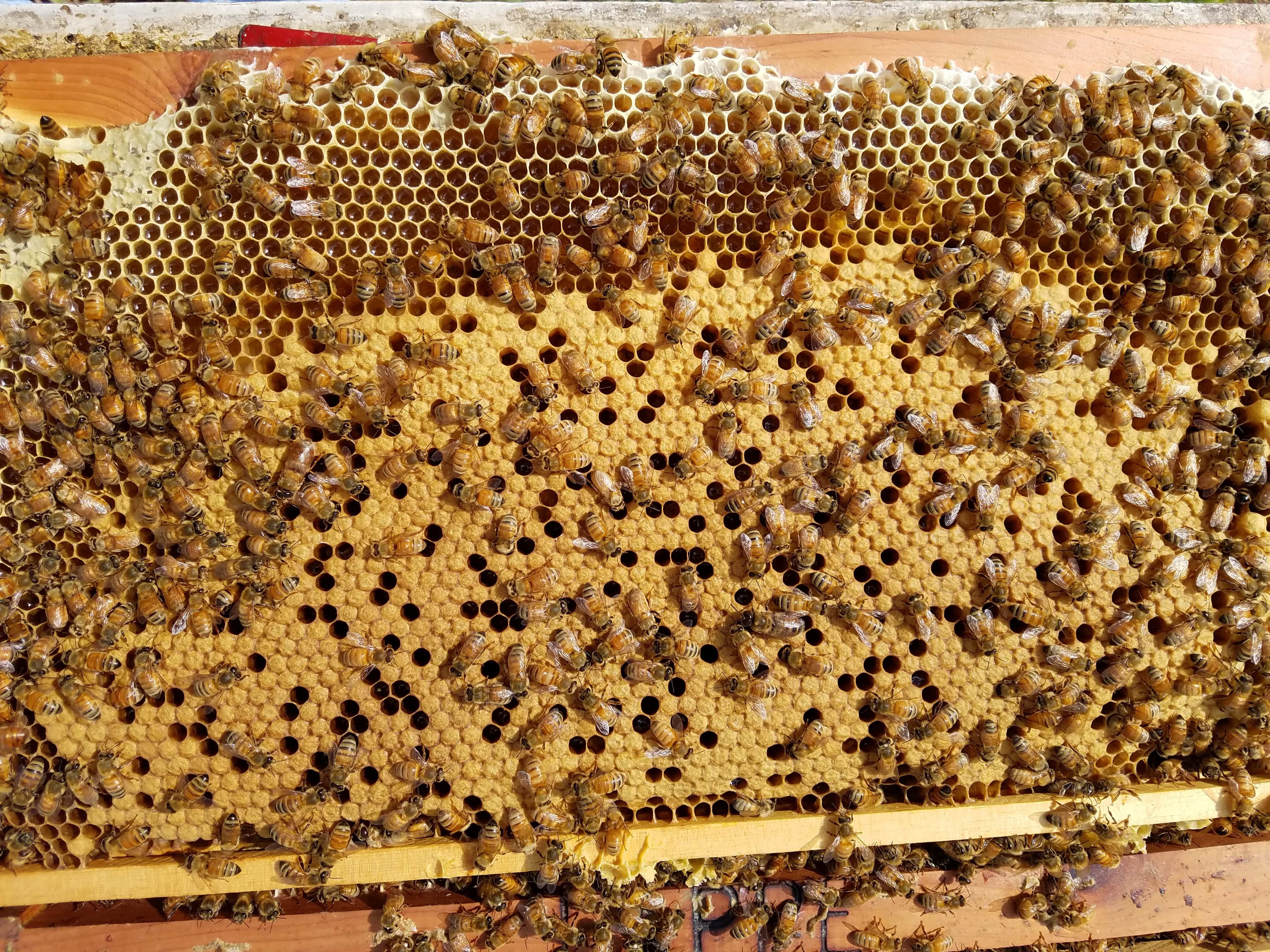 Queen Bees for sale Iowa - Lappe's Bee Supply and Honey Farm LLC