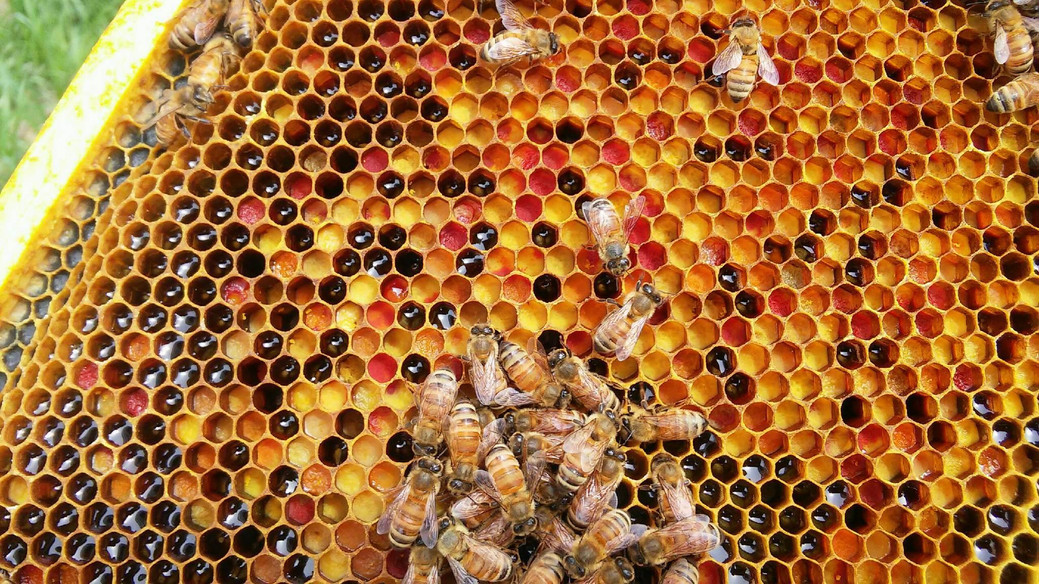 The Importance of Honey Bees: An Interview with Southwest Honey Co ...