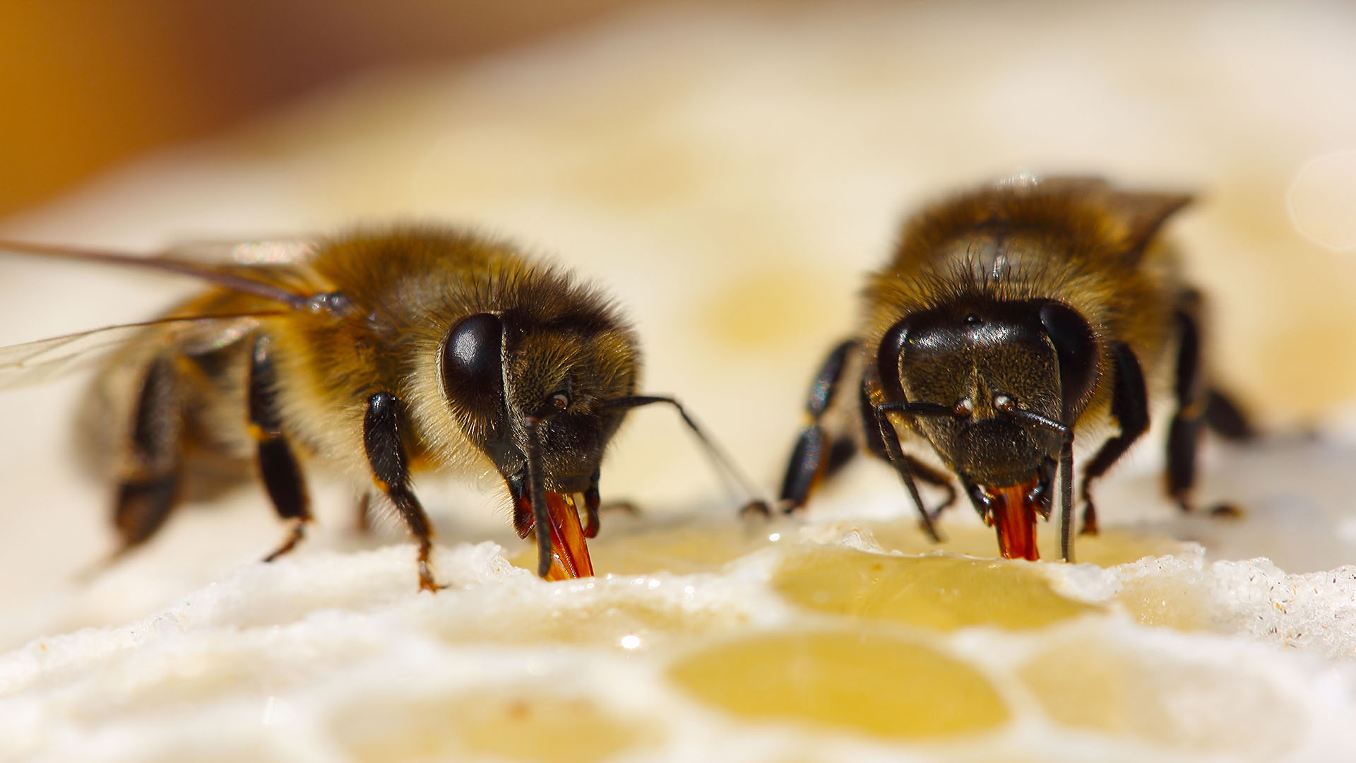 25 Fascinating Honey Bee Facts | Cox's Honey