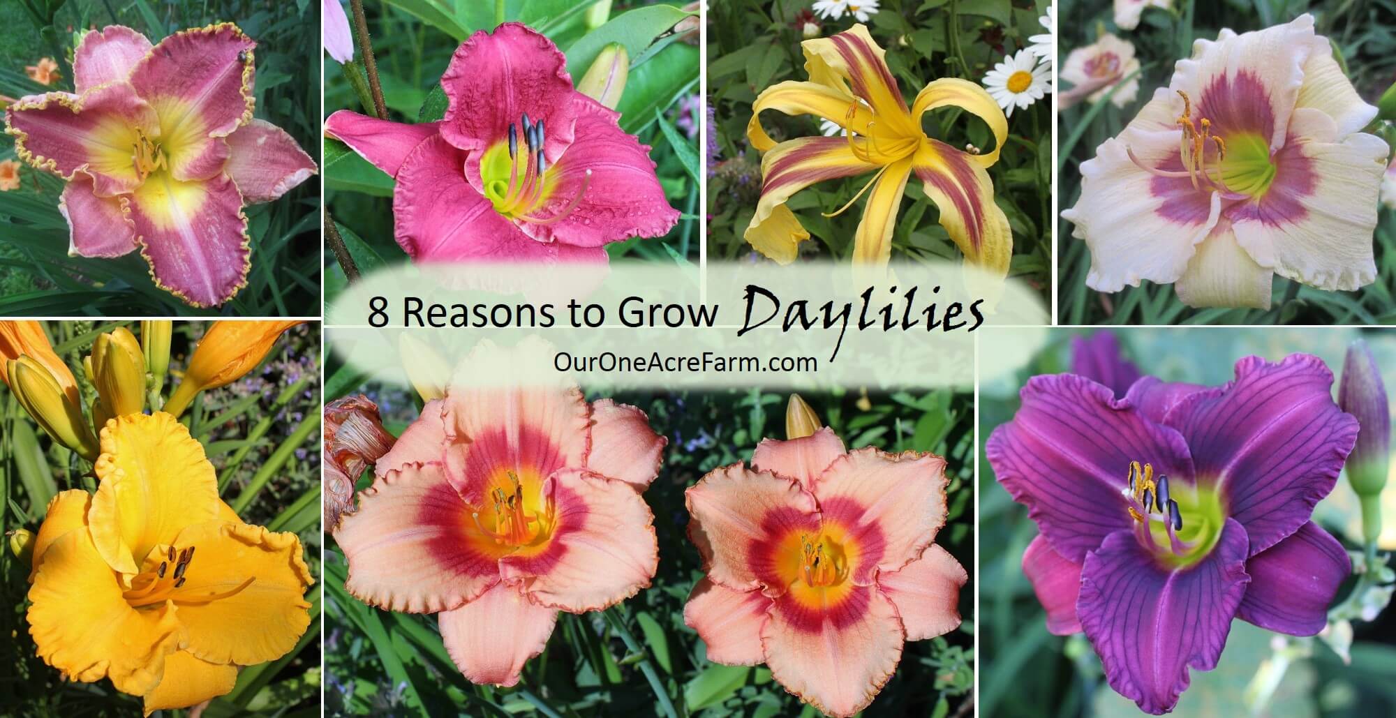 8 Reasons to Grow Daylilies -