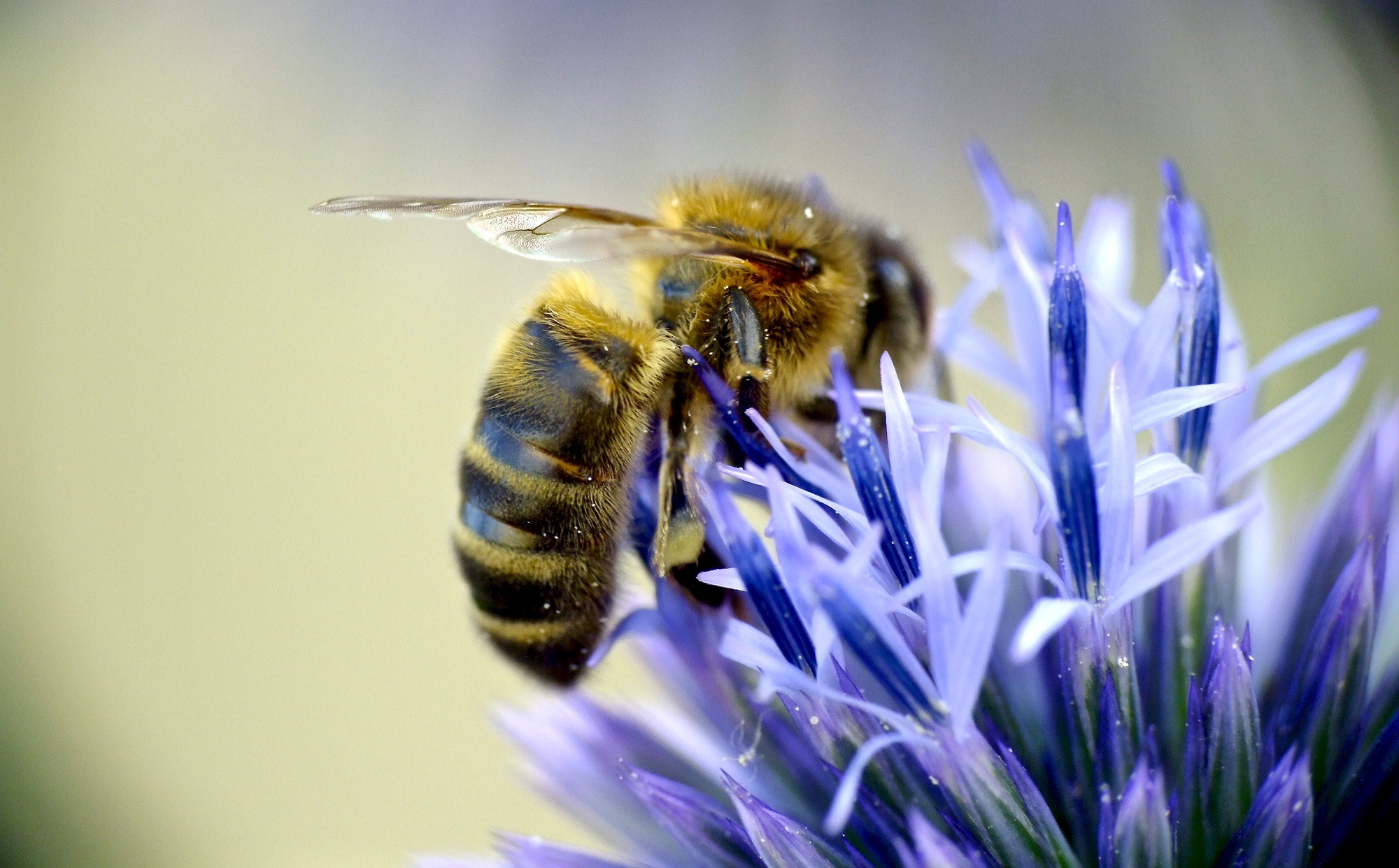 Honeybee on the flower photo