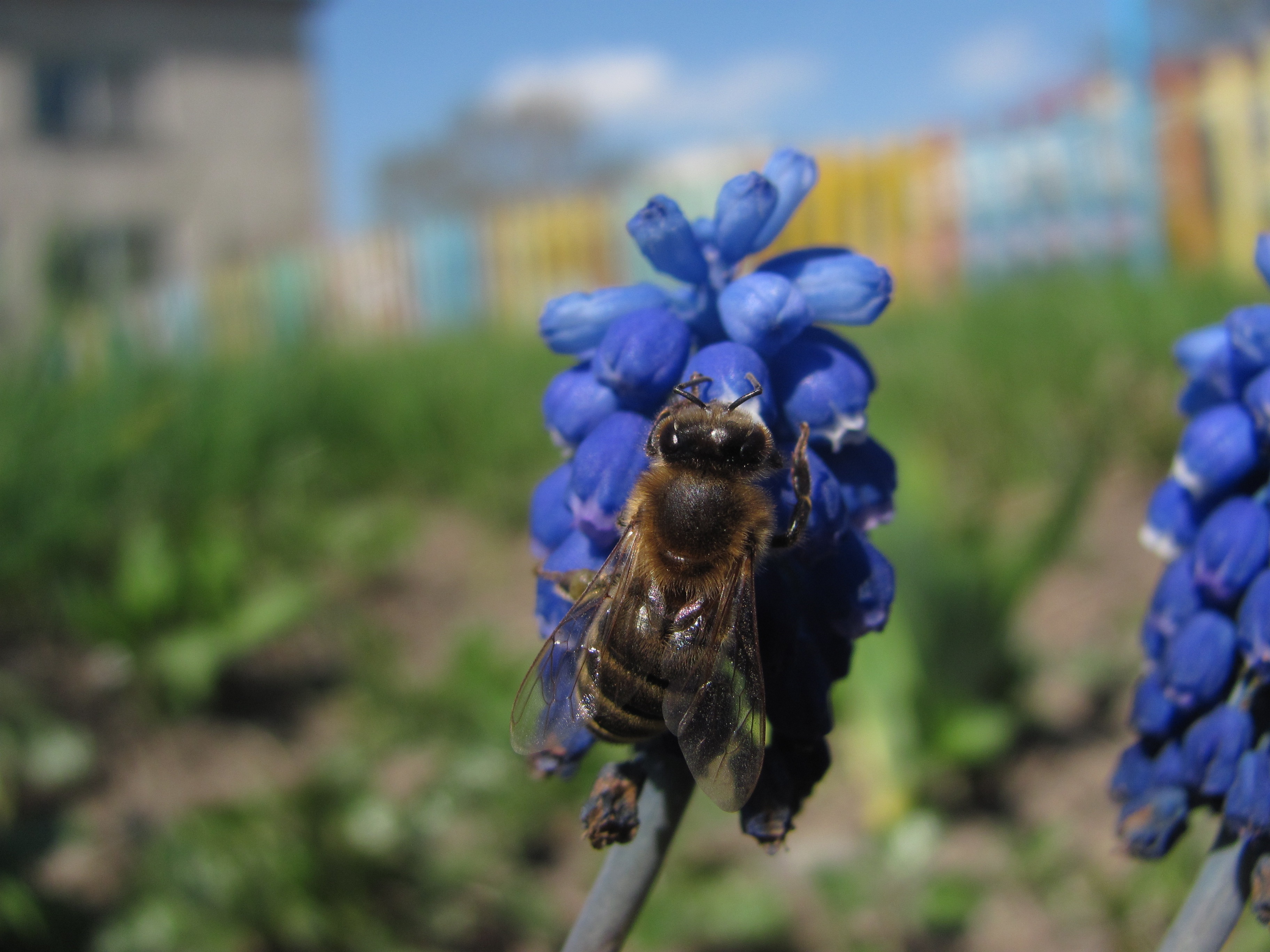 Honeybee on the flowers photo