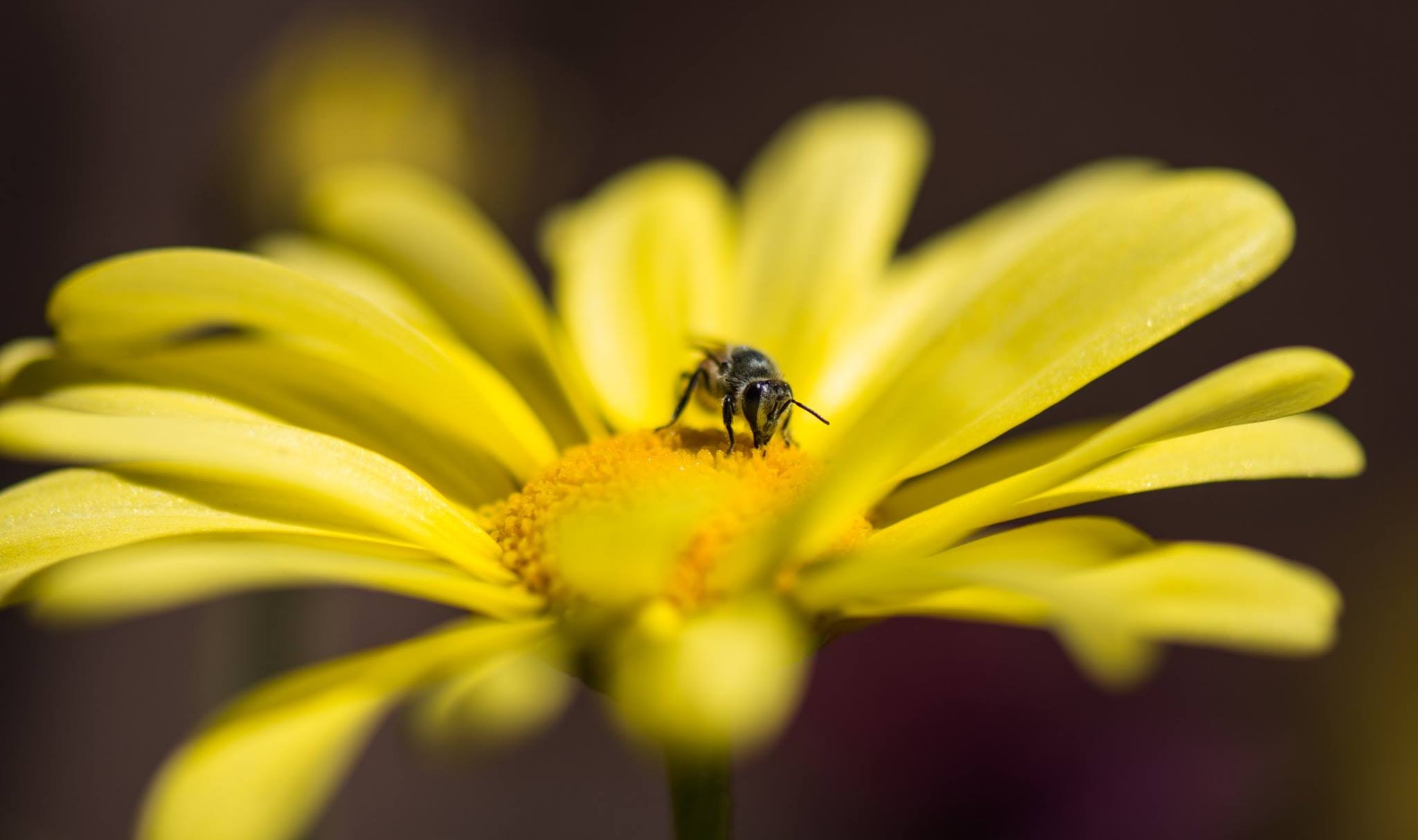 Honeybee perched on yellow petaled flower in closeup photo
