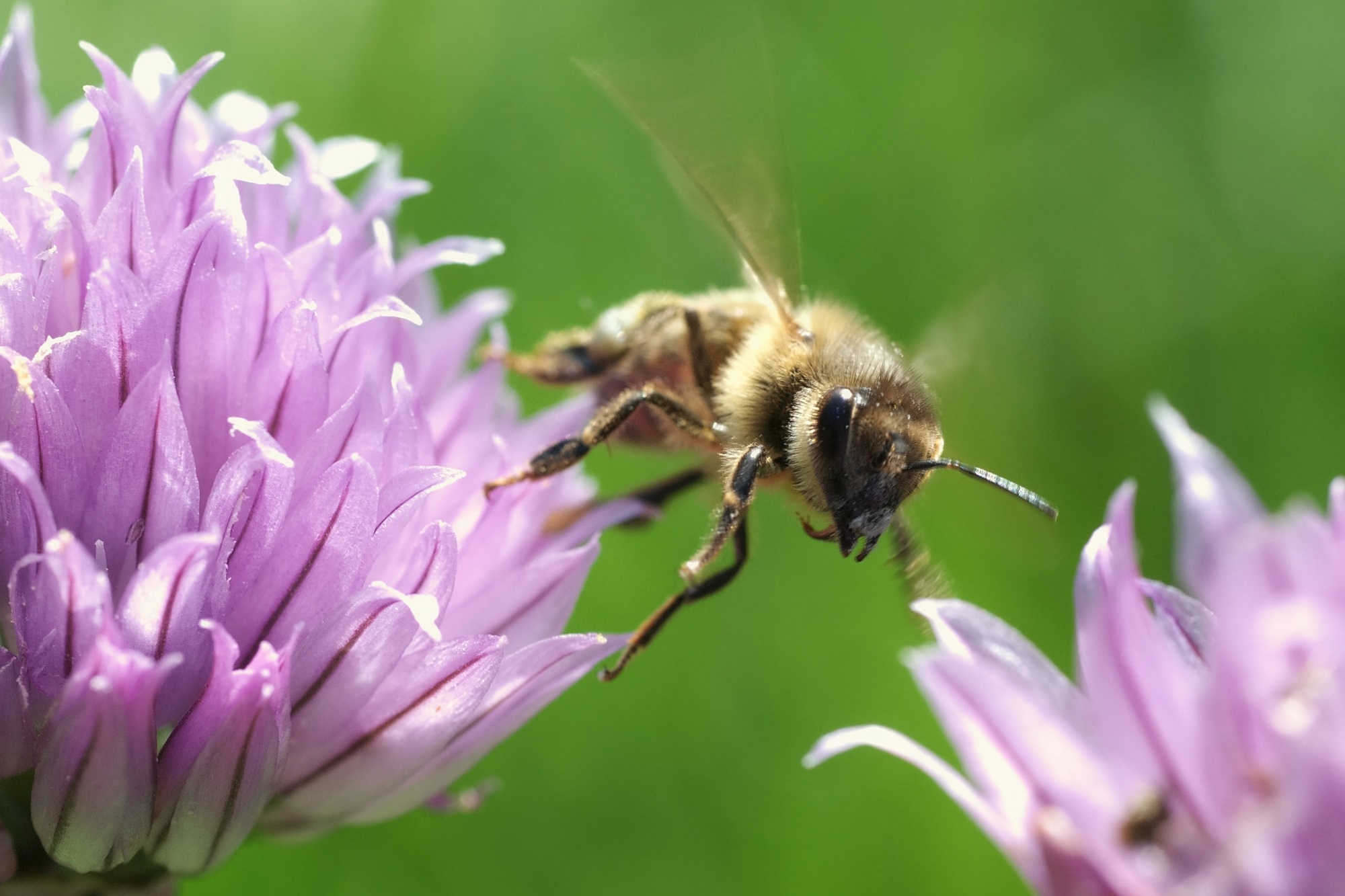 Honeybee pollinating photo