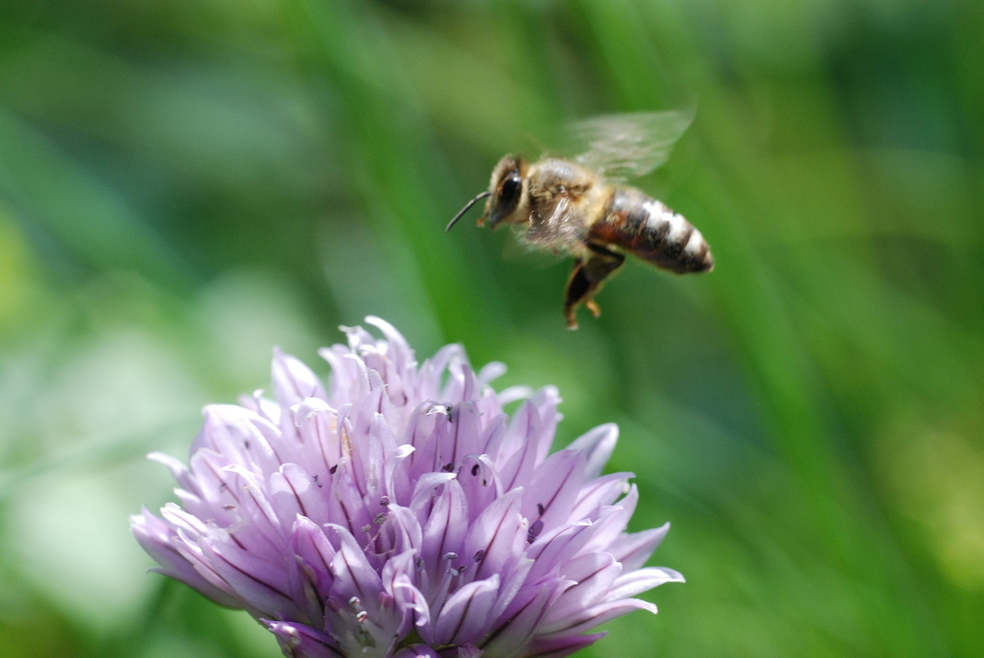Honeybee pollinating photo