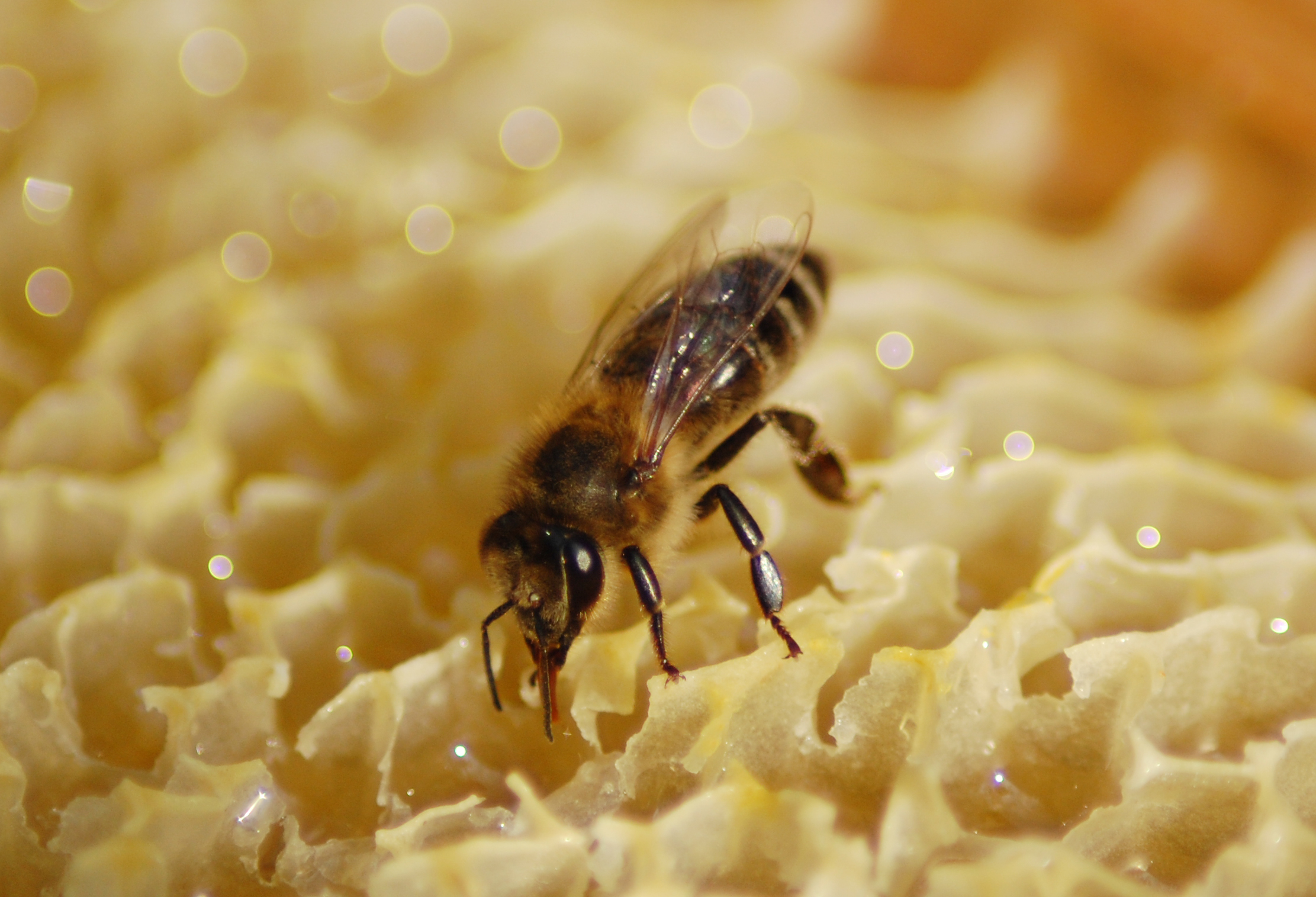 Honeybee photo