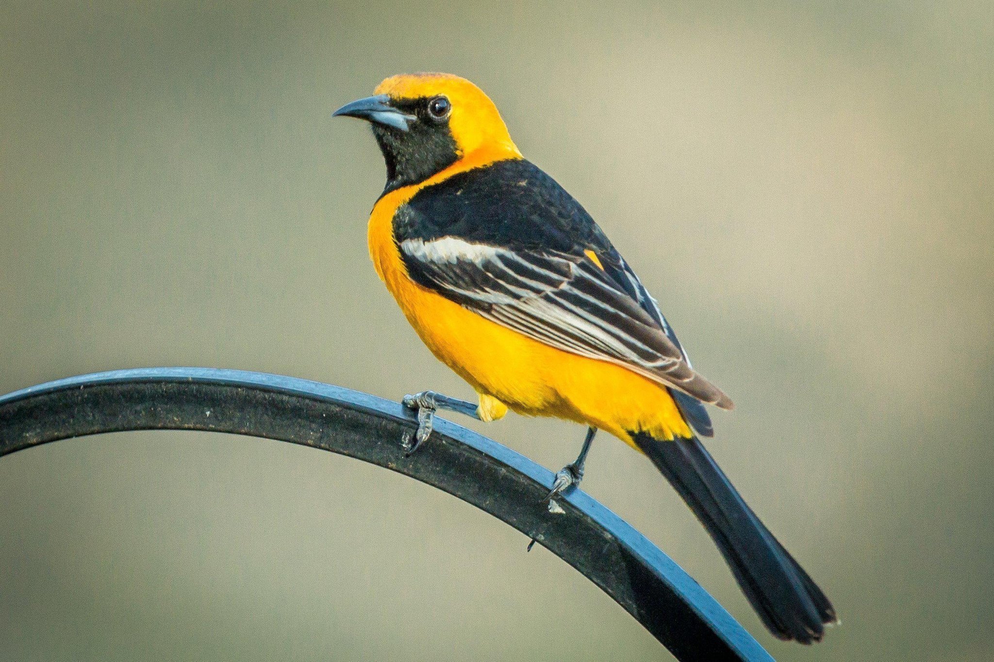 Hooded oriole arriving soon for summer nesting - The San Diego Union ...