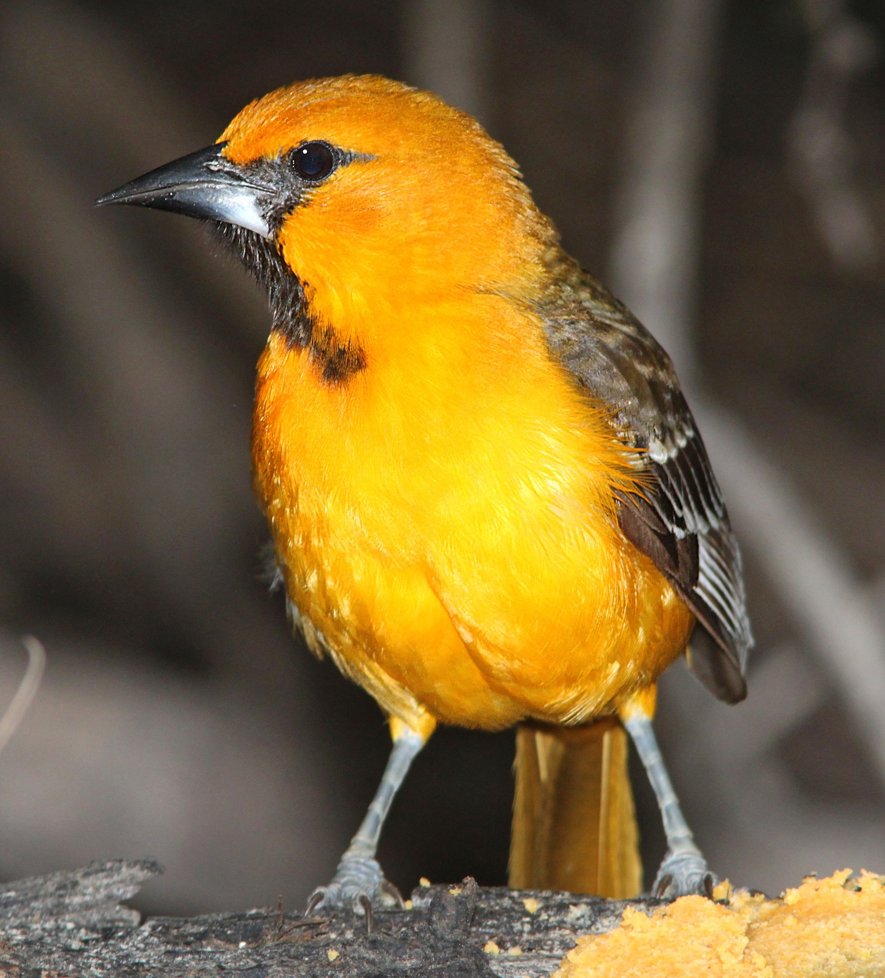 Маленькая рыжая птичка. Птичка кенар оранжевый. Желтый Кардинал птица. Иволга оранжевая. Африканская золотистая Иволга.