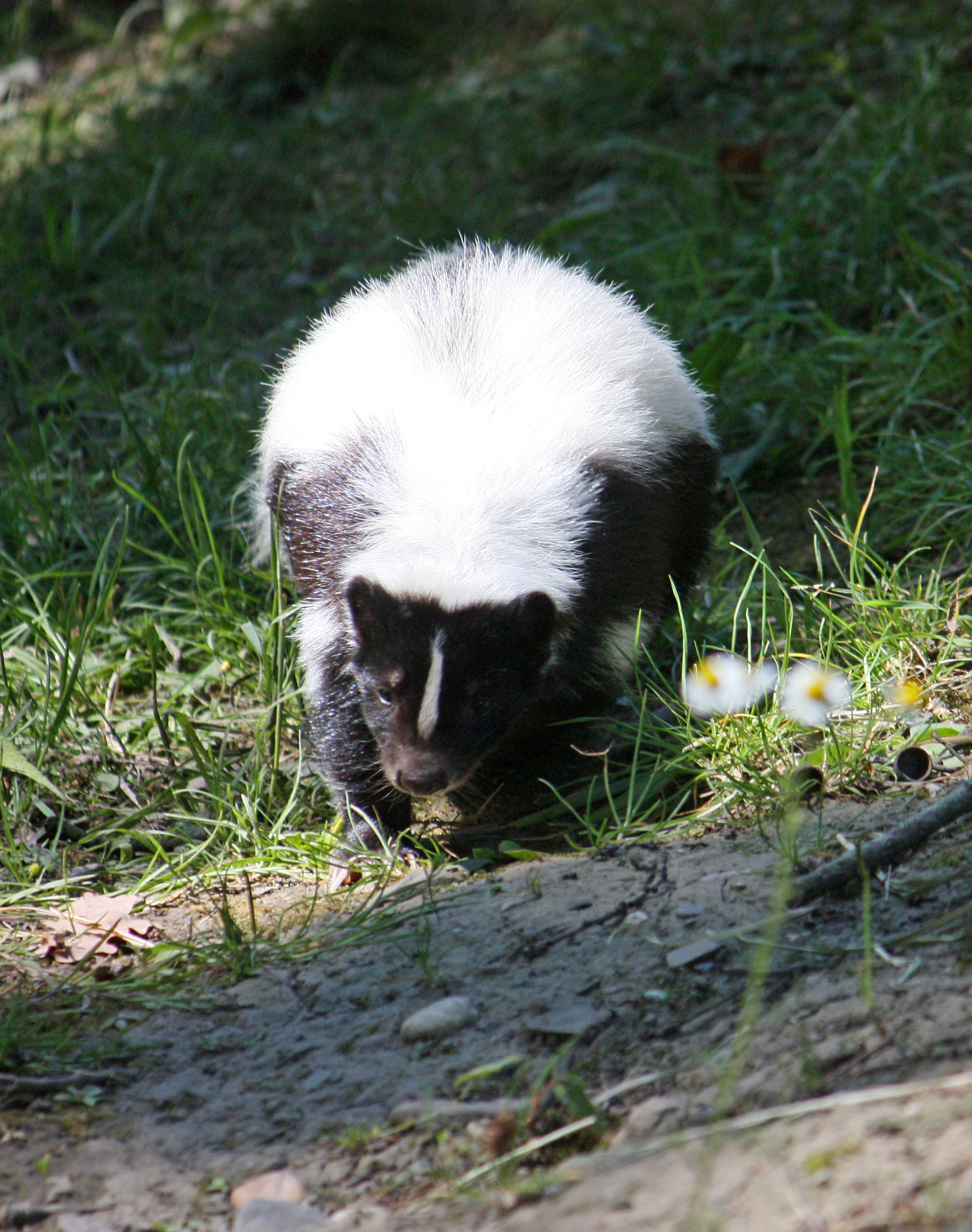 File:Hooded Skunk (Gelsenkirchen).jpg - Wikimedia Commons