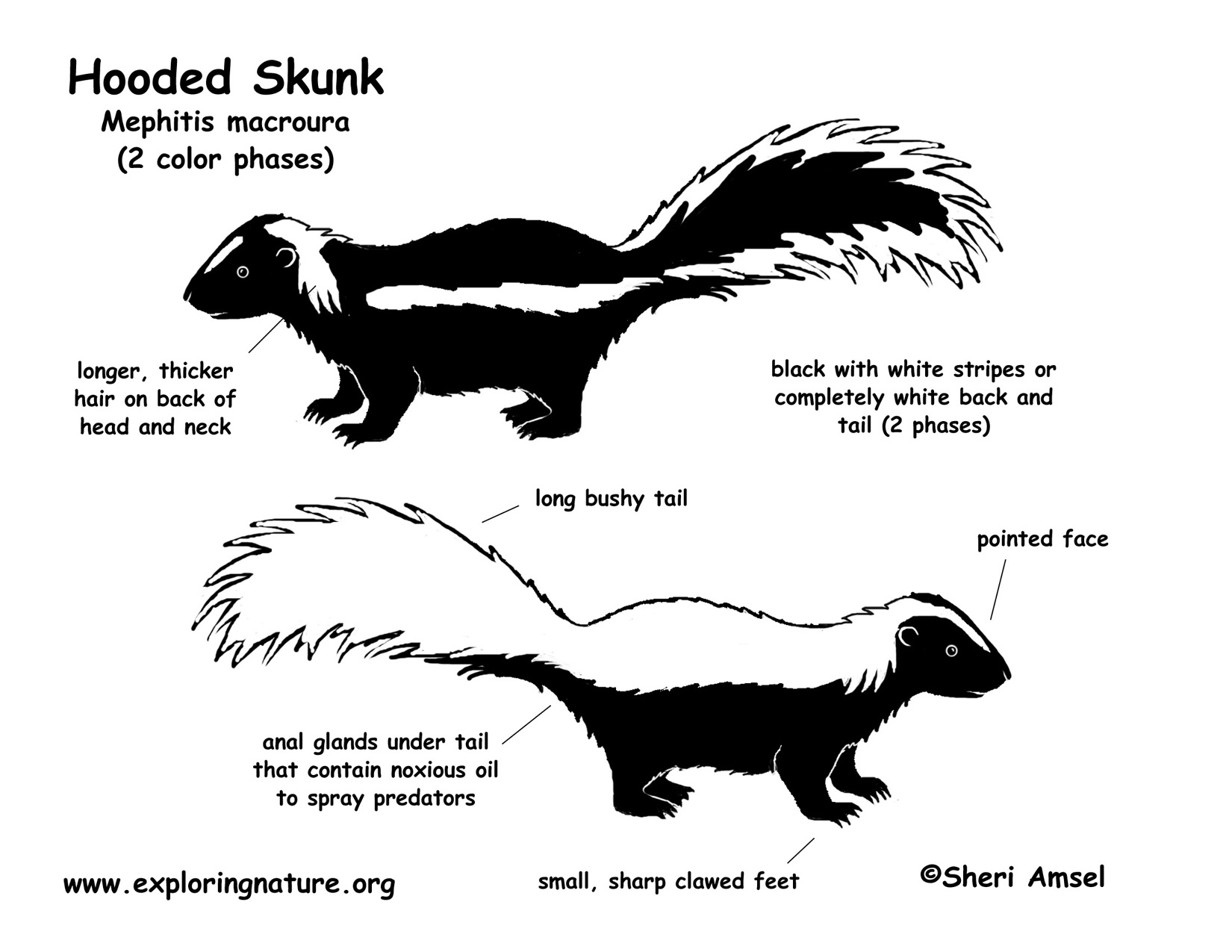 Skunk (Hooded)