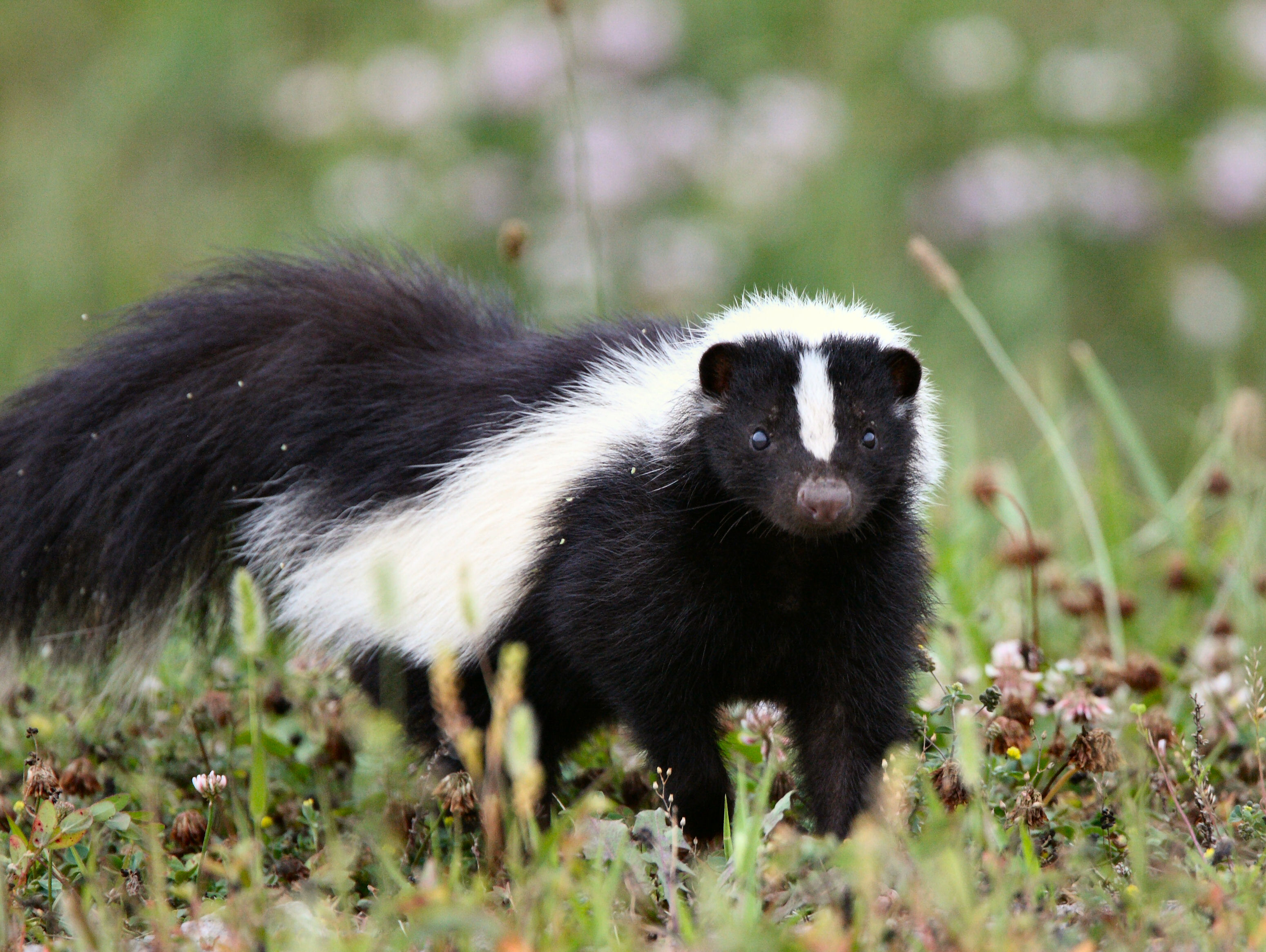 How to deal with problem Skunk in Virginia | WildlifeHelp.org