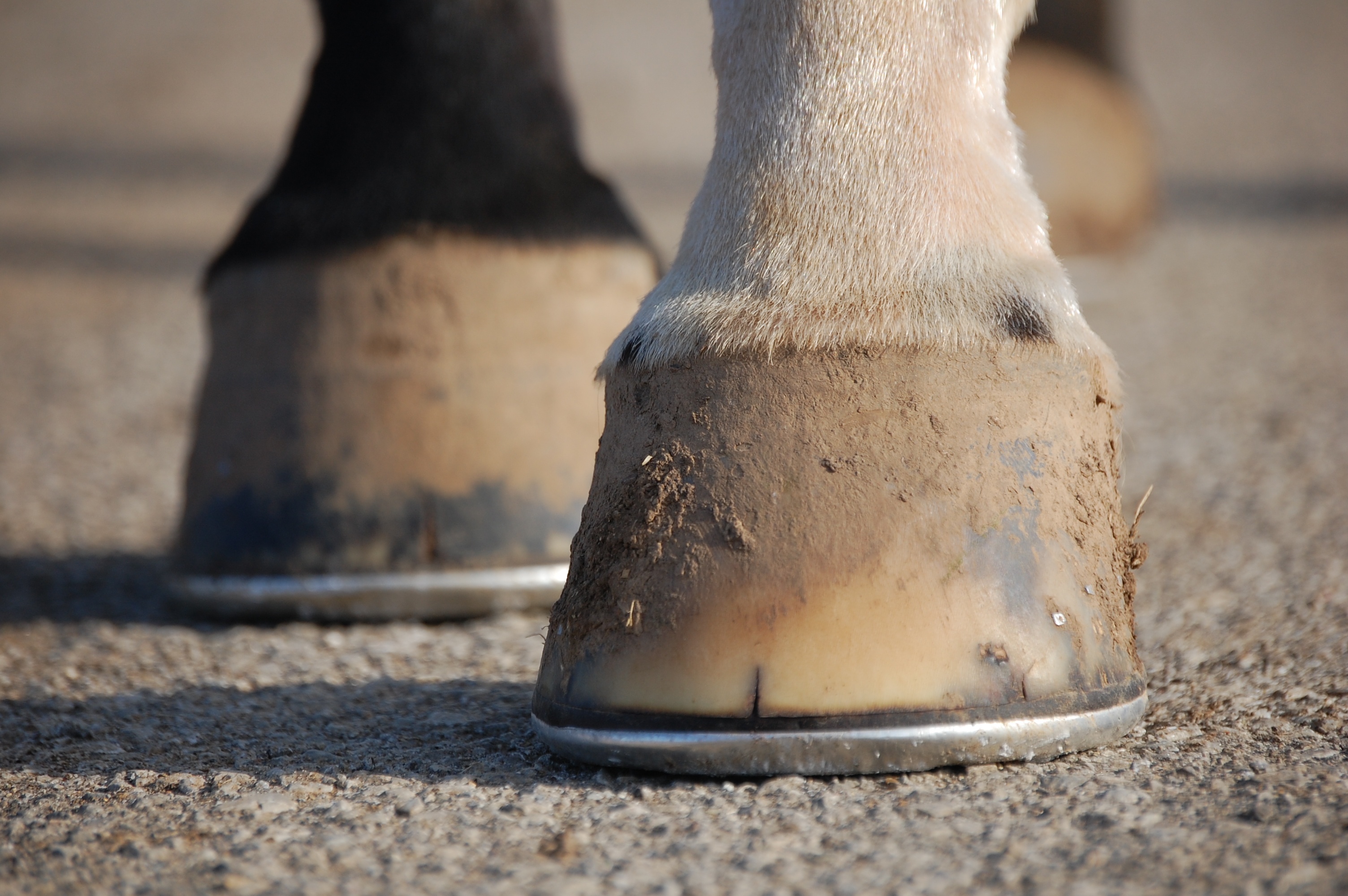 Nutritional Support for Horse Hooves – The Horse
