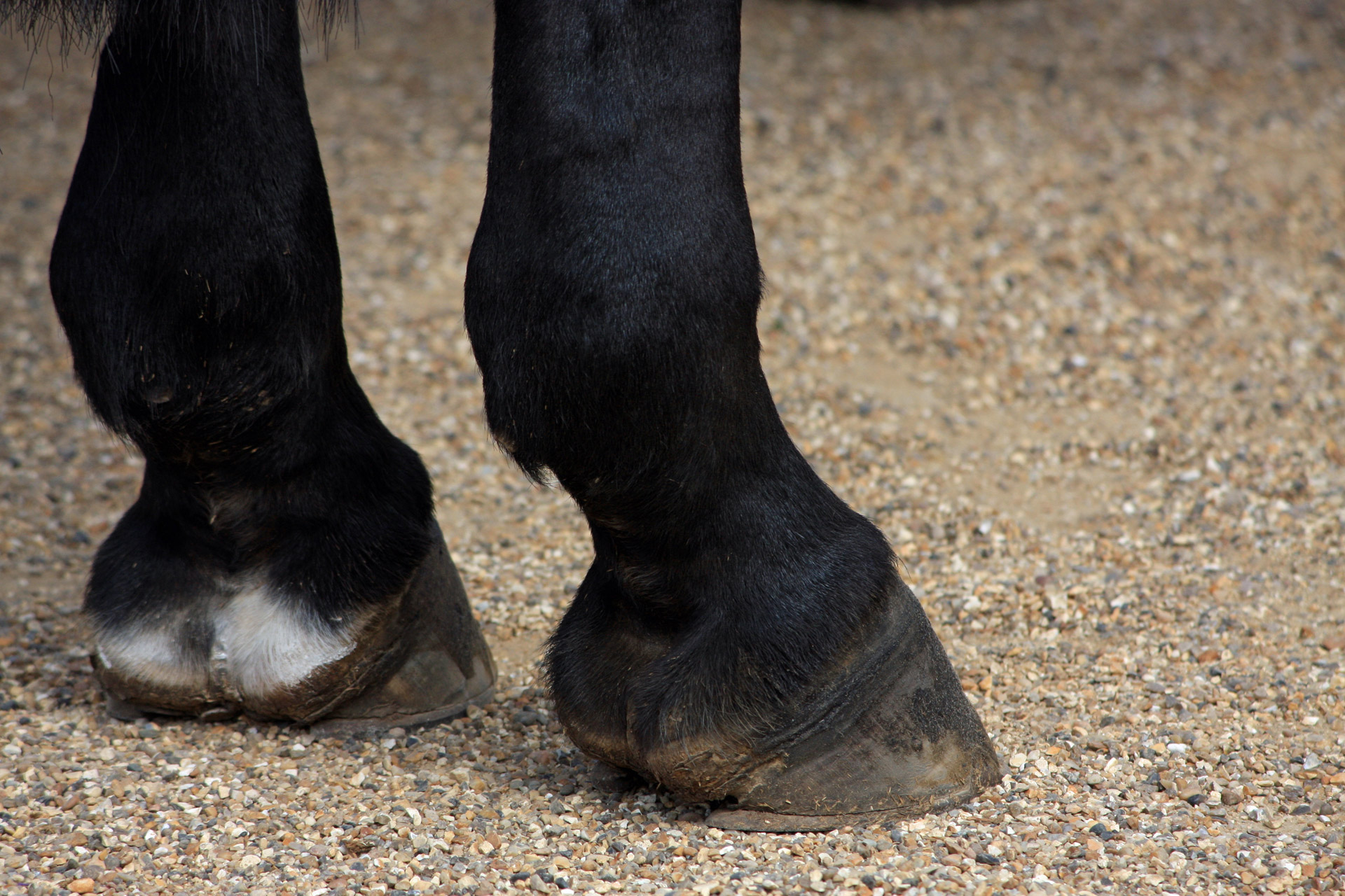 Horses Hooves Free Stock Photo - Public Domain Pictures