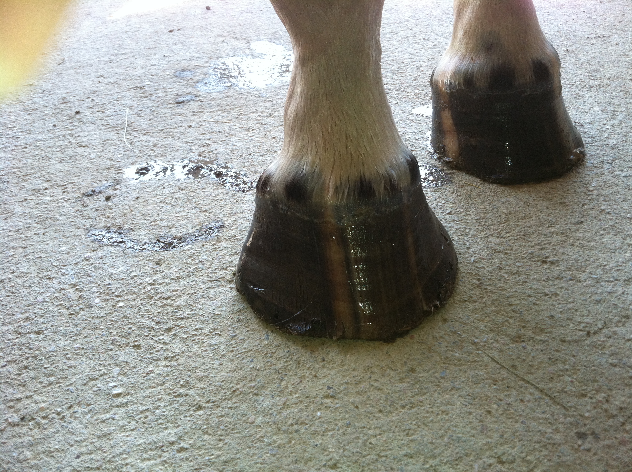 Hoof Flares in Horses | The Naturally Healthy Horse