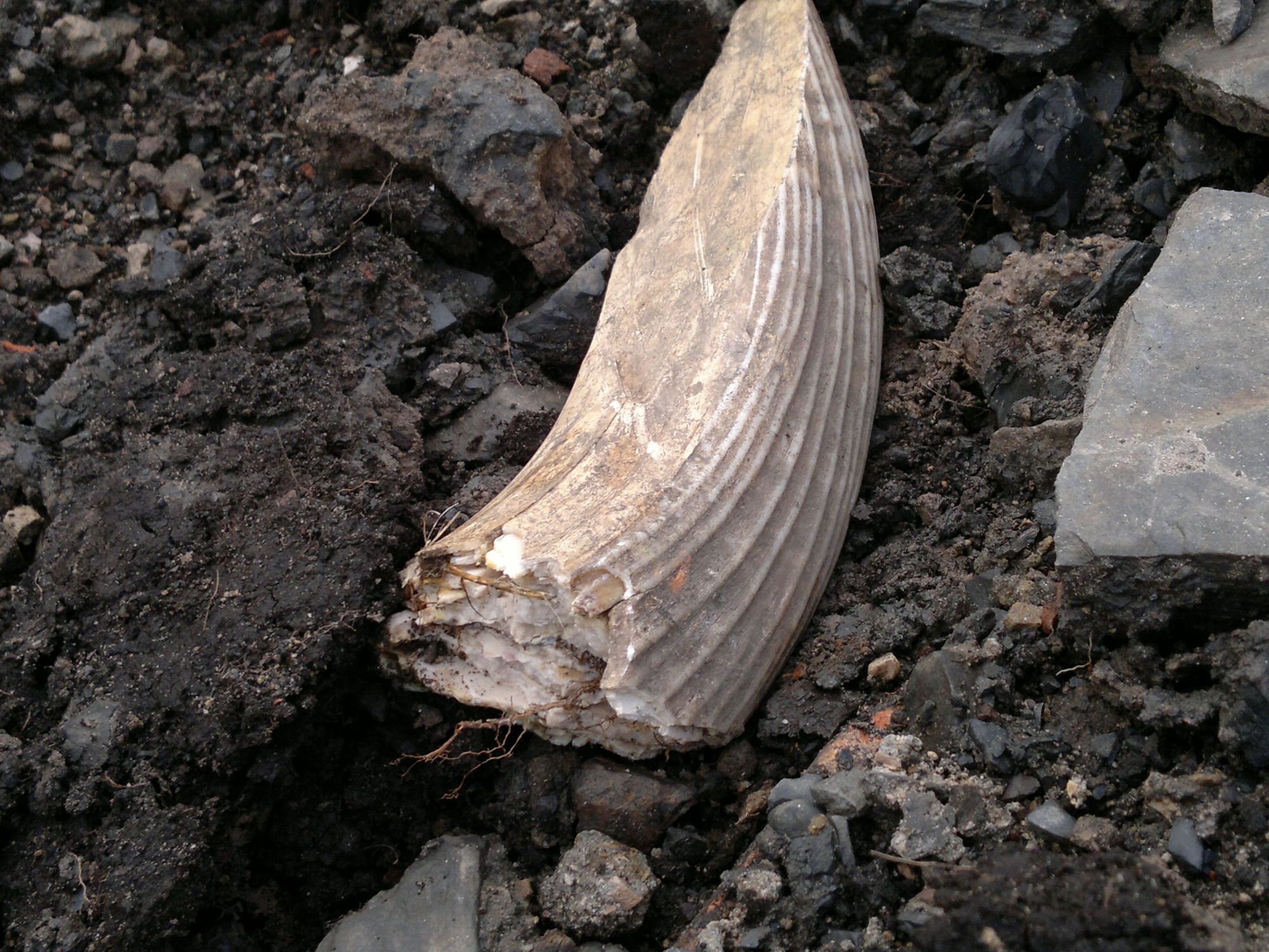 NaturePlus: Big Bone & Hippo Tusk
