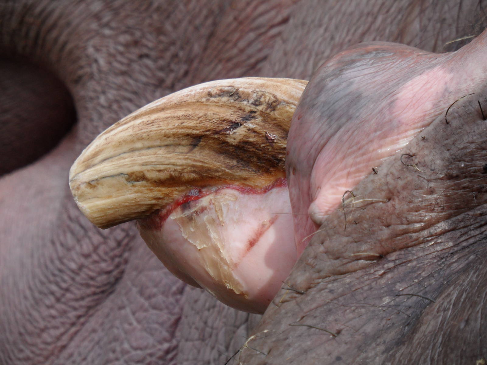 Hippo tusk and overgrown gum | ZooChat