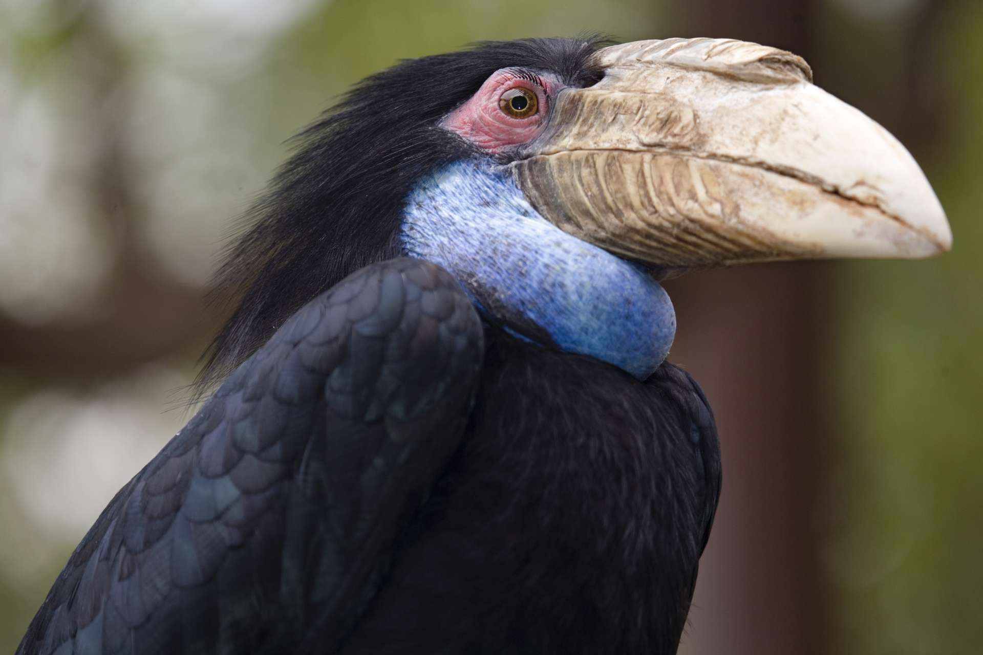 Wreathed Hornbill - Zoo Atlanta