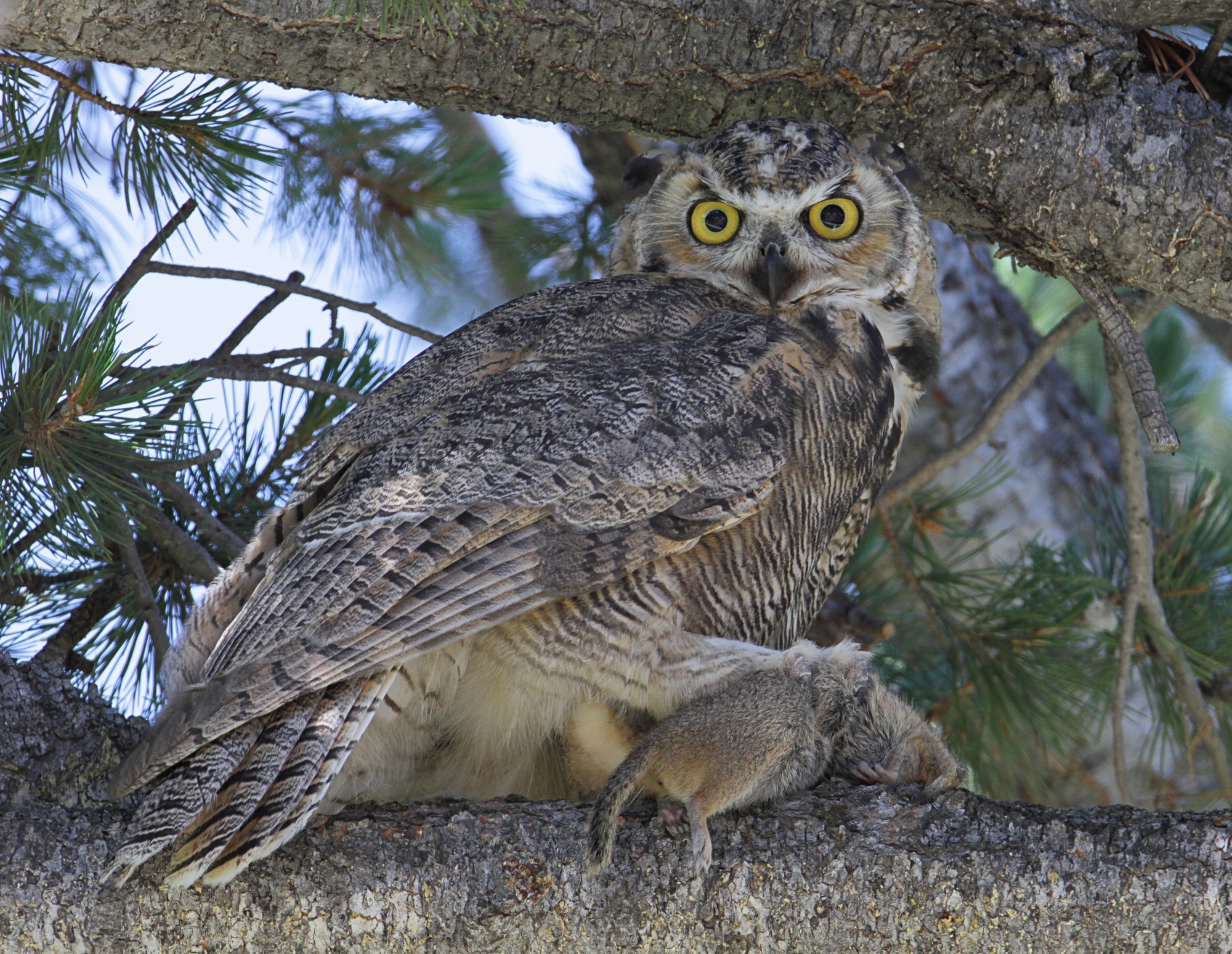 Horned owl on the branch photo