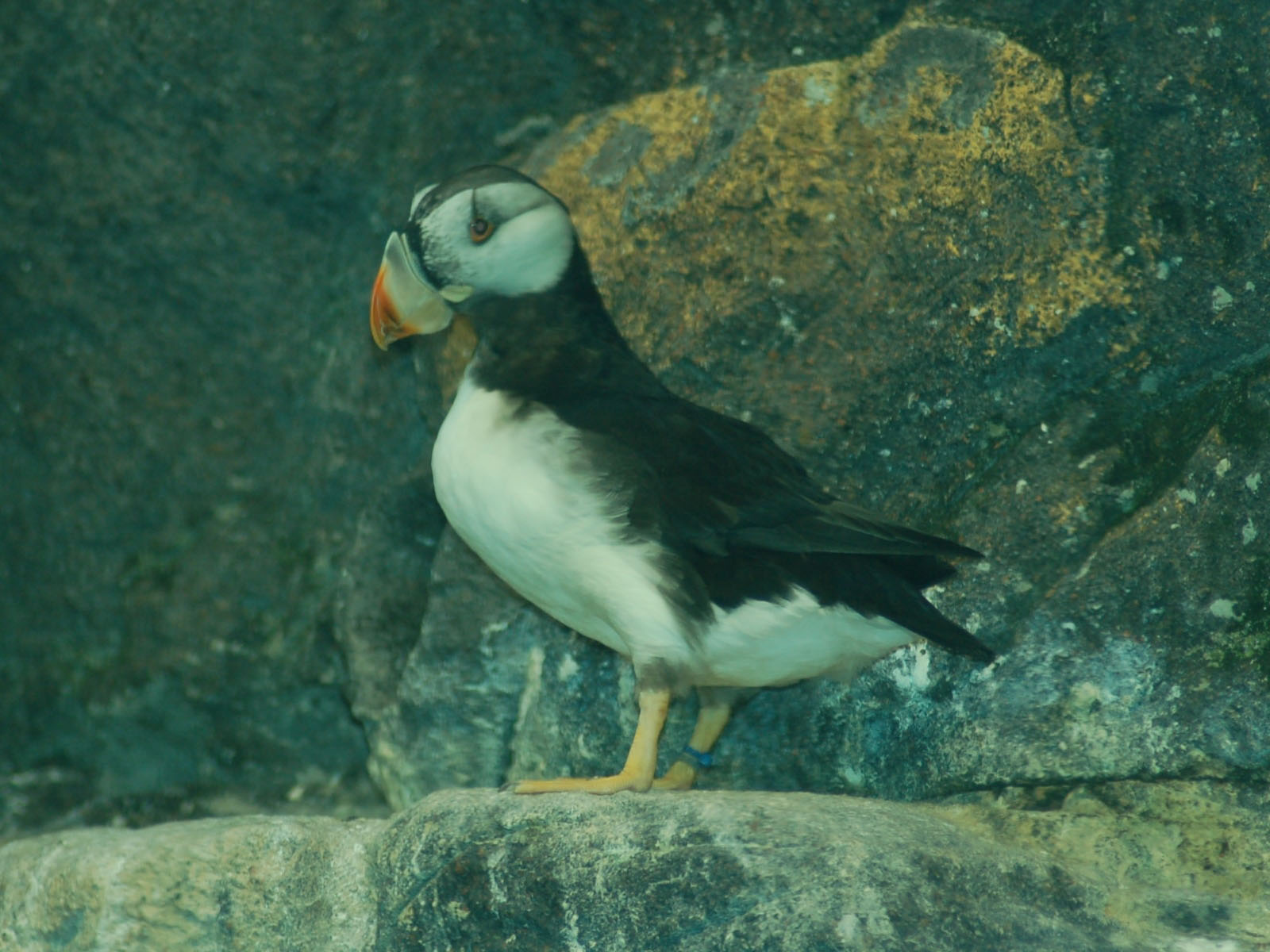 The Online Zoo - Horned Puffin