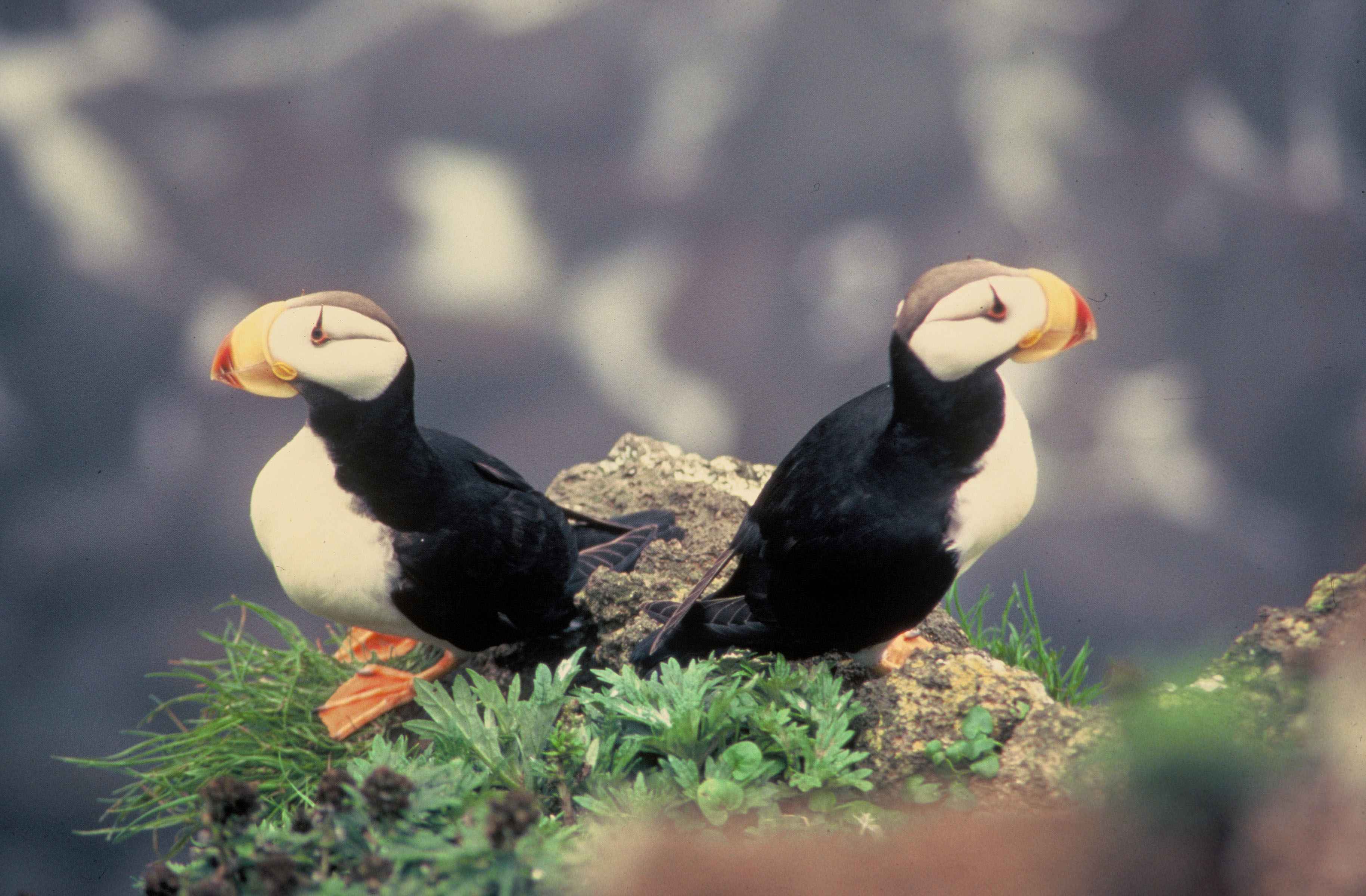 Free picture: horned, puffins, birds