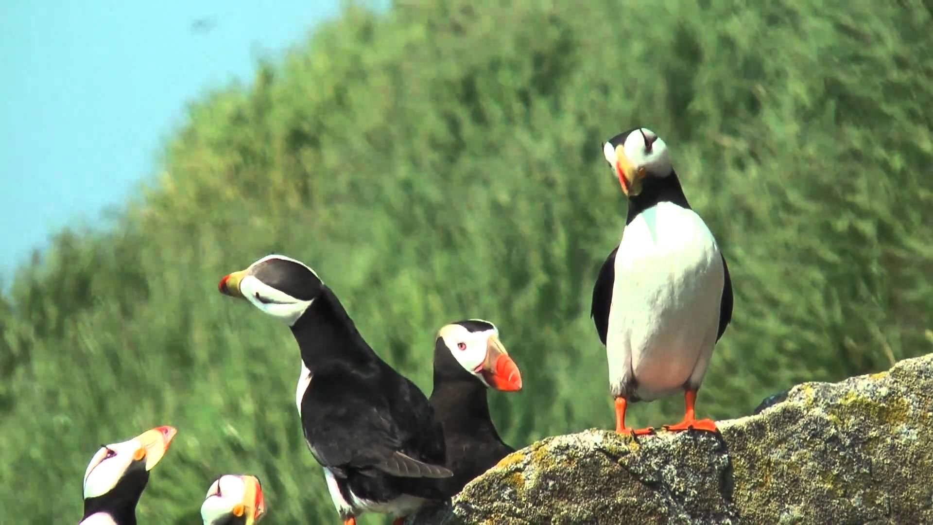 Horned puffin 2 FullHD JH1RNZ - YouTube