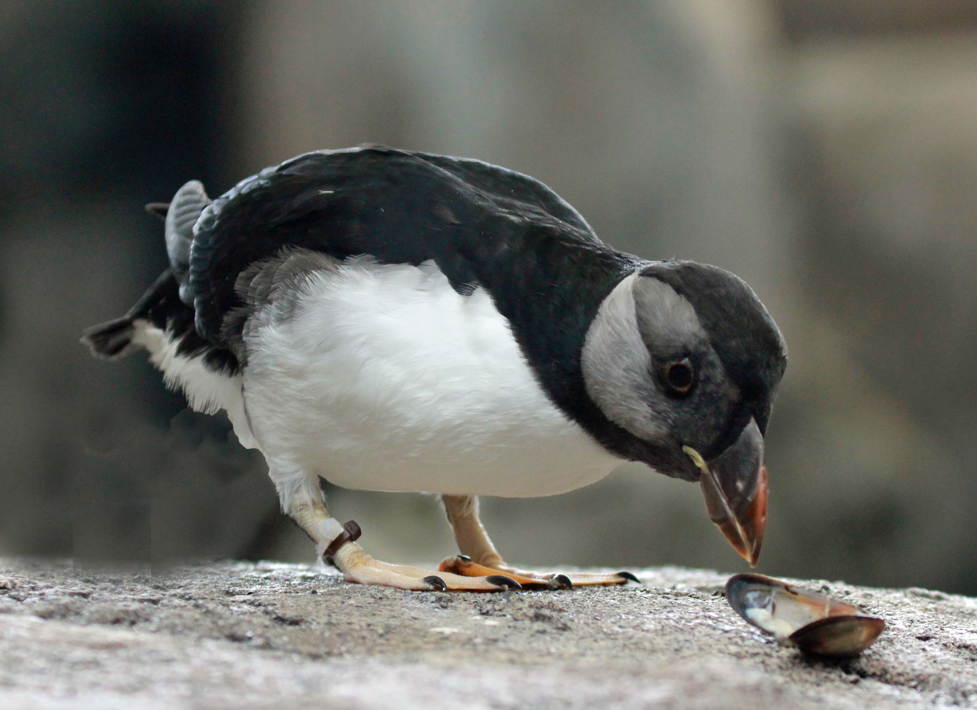 Horned puffin - Wikipedia