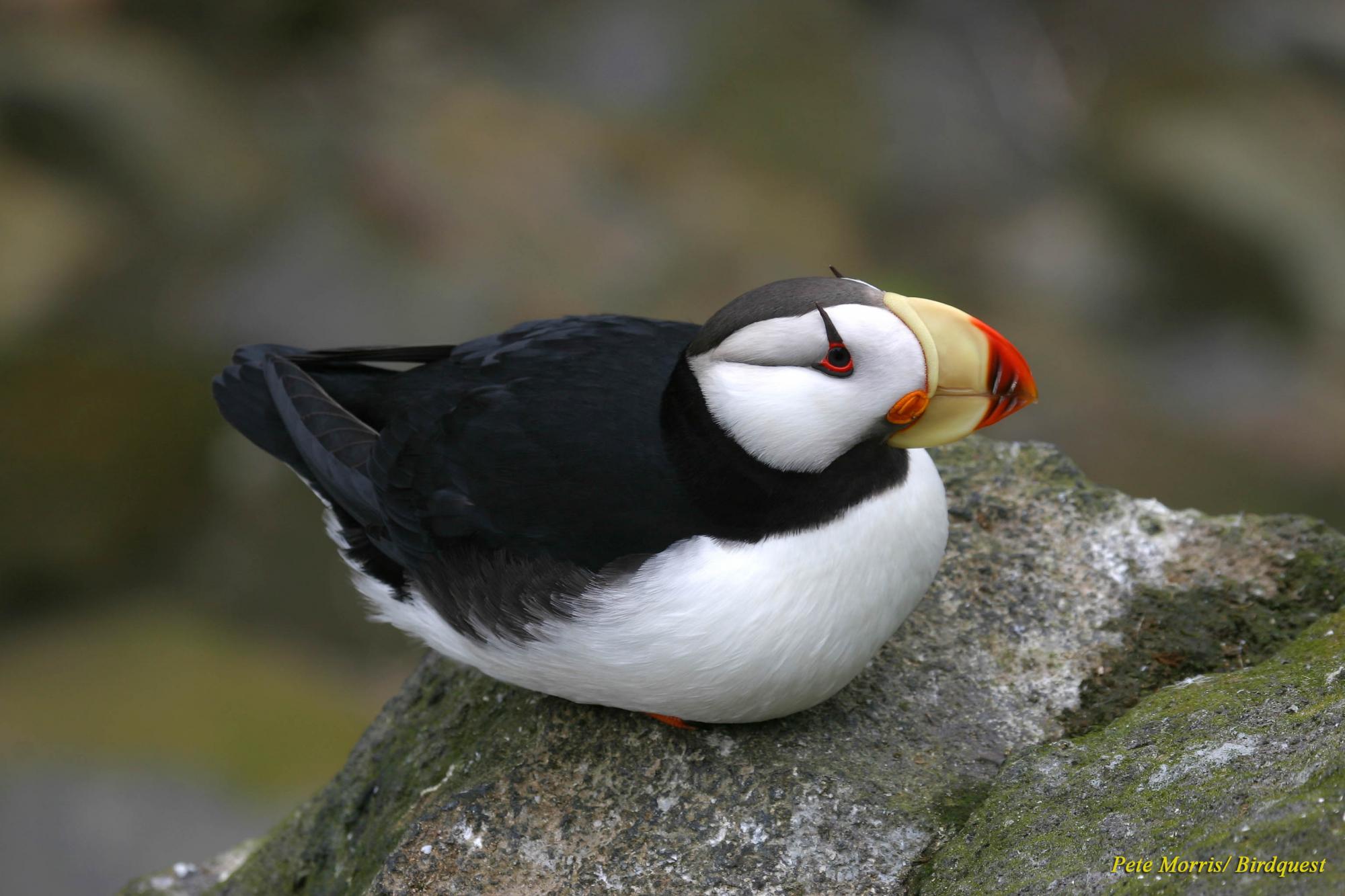 Horned Puffin (Fratercula corniculata) Side view from above of ...
