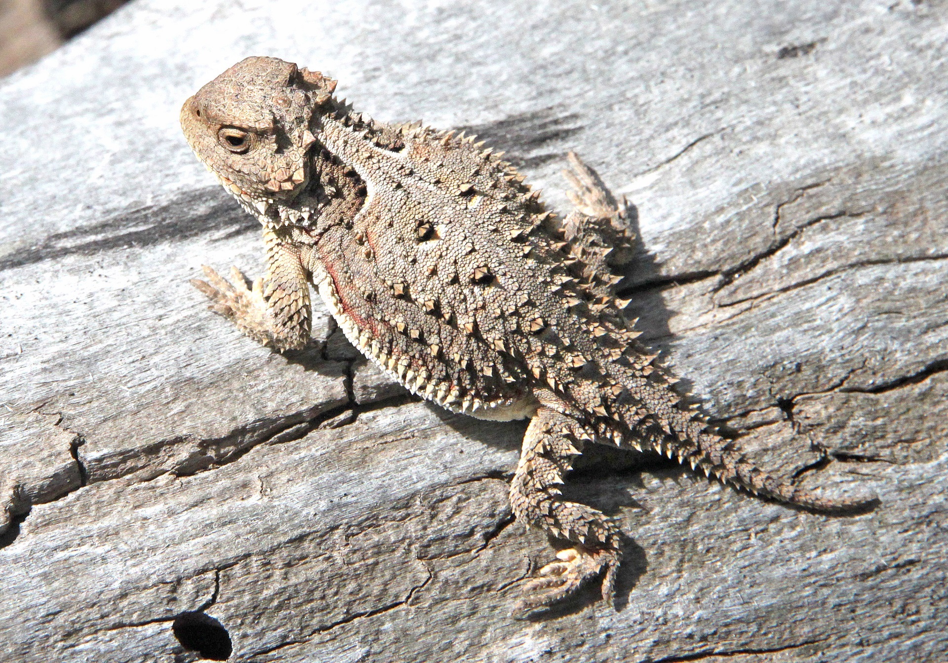 Horned toad photo