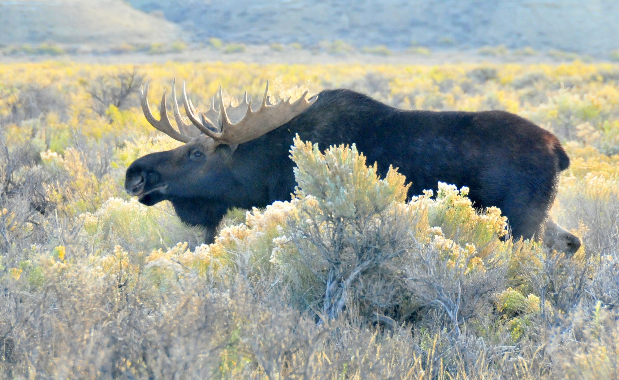 Horny moose photo