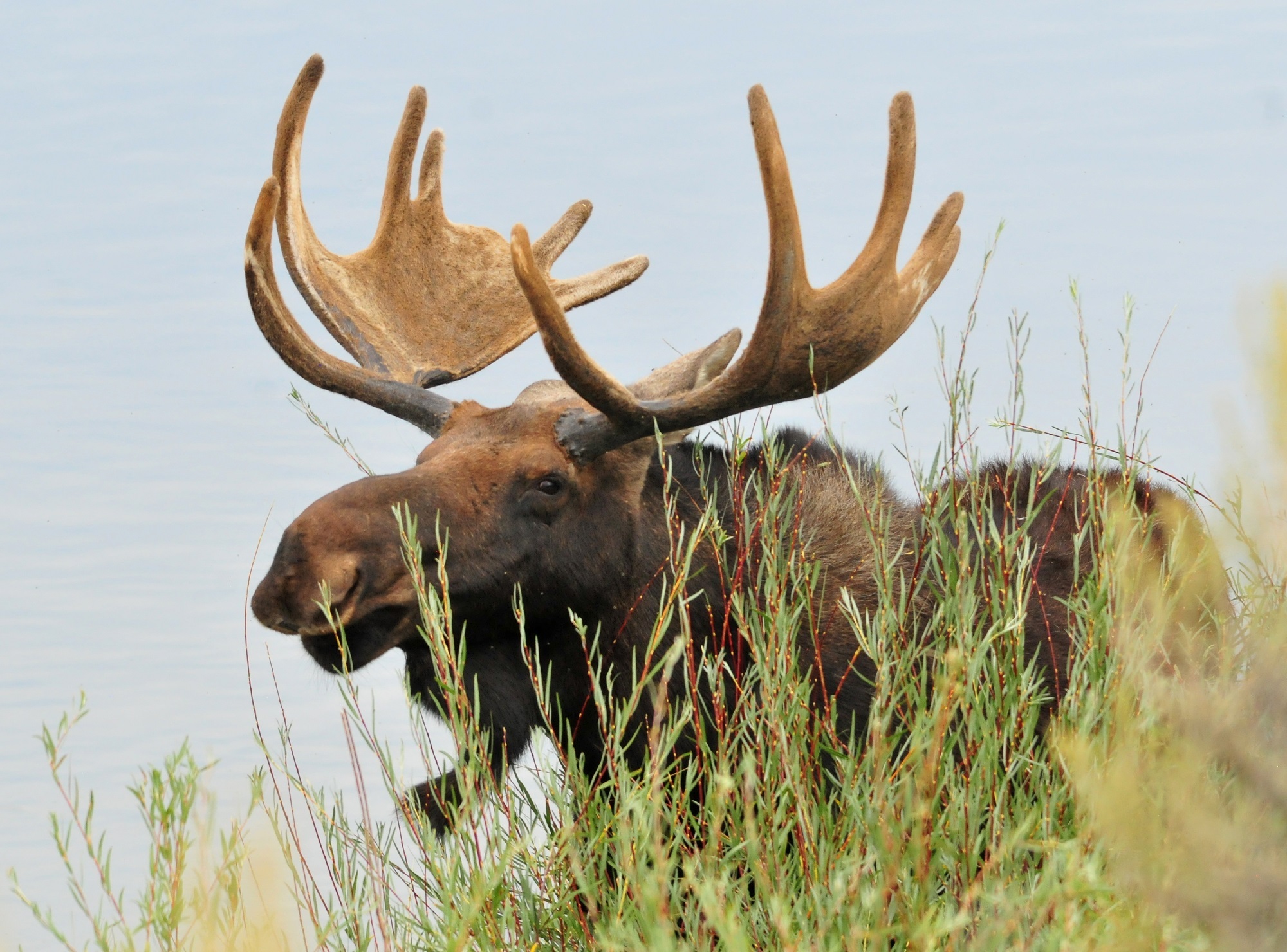 Horny moose photo