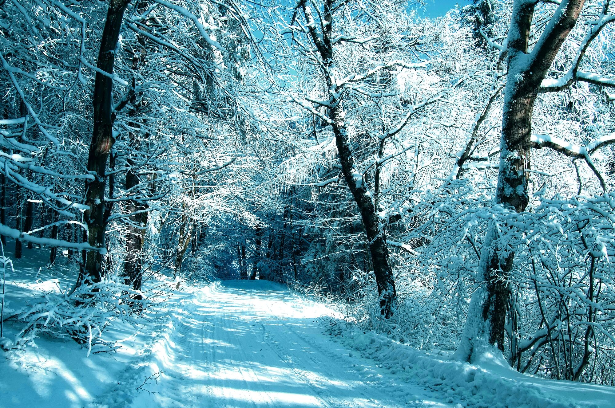 Trees frost forest road snow winter f wallpaper | 2000x1328 | 163521 ...