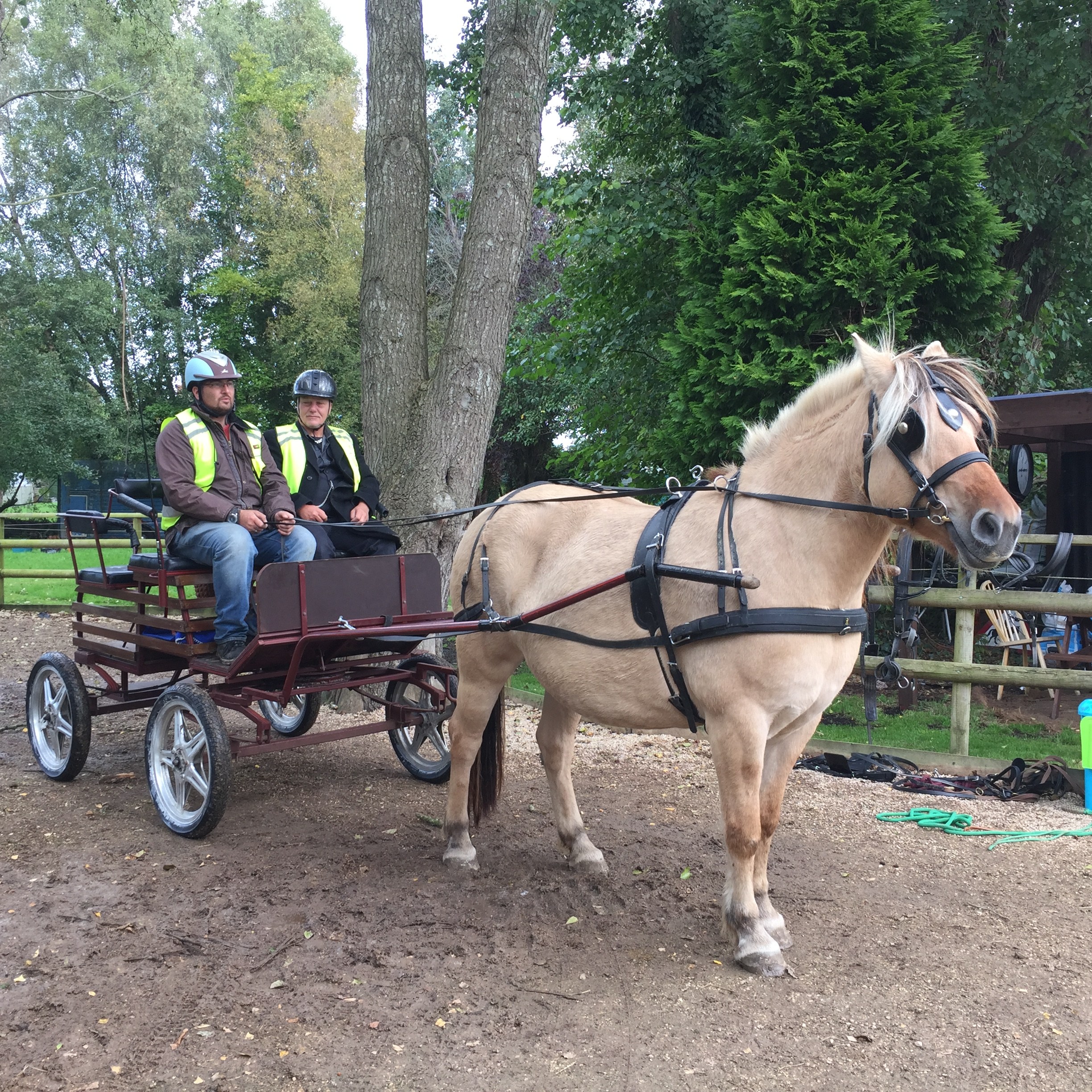 TASTER DAY FOR DRIVING HORSE AND CARRIAGE -