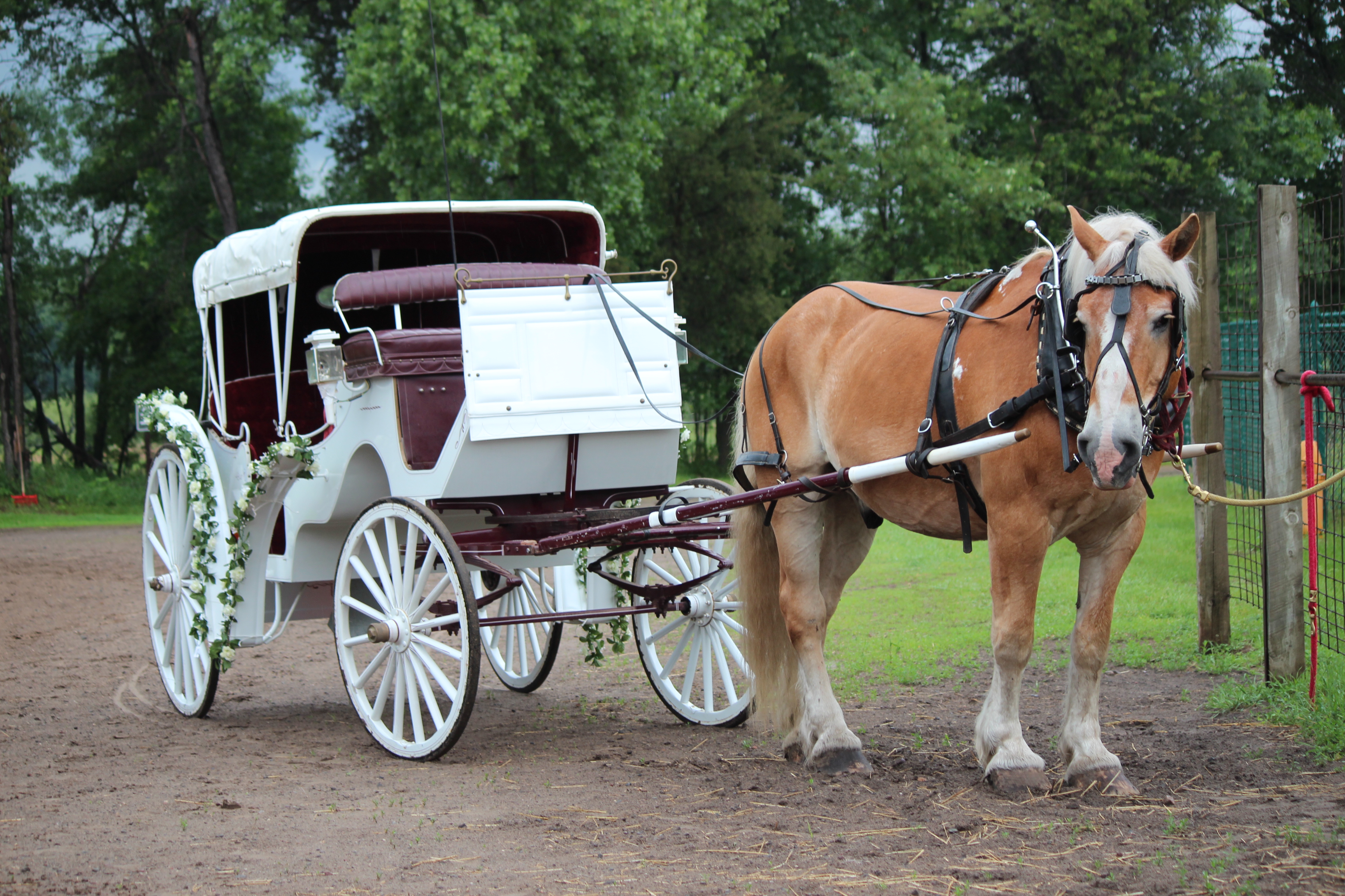 Horse-drawn Carriage | Bunker Park Stable