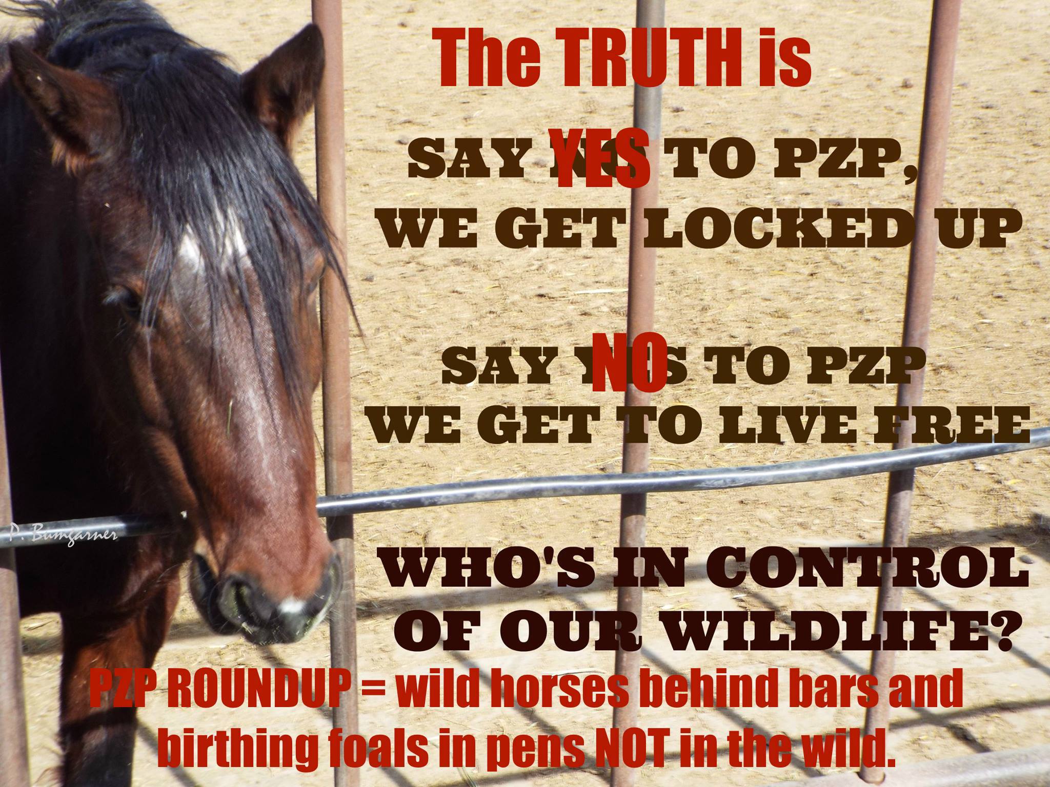 PZP = Roundups = wild horses living behind bars | Protect Mustangs™
