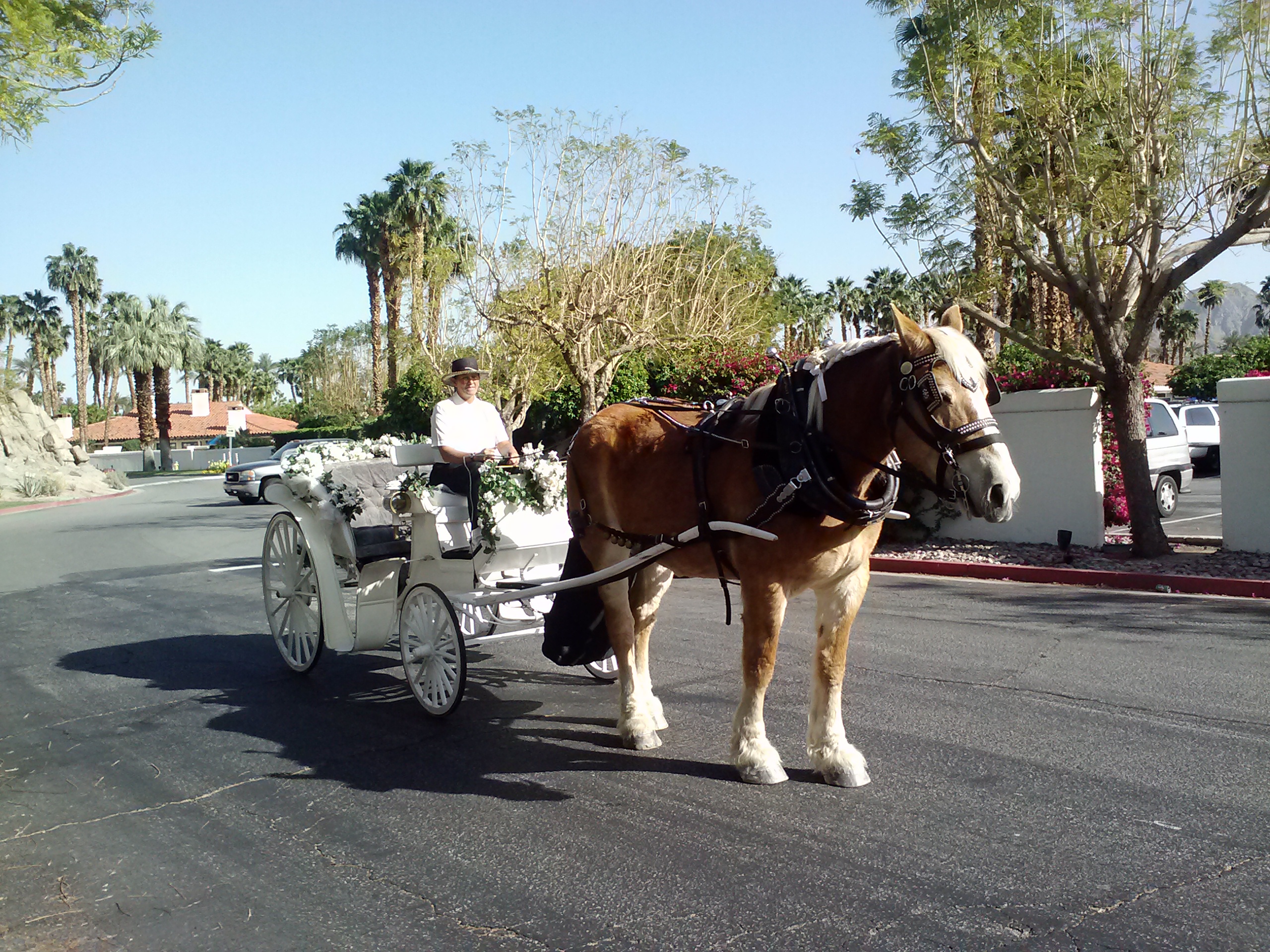 Big Horse Carriage Company