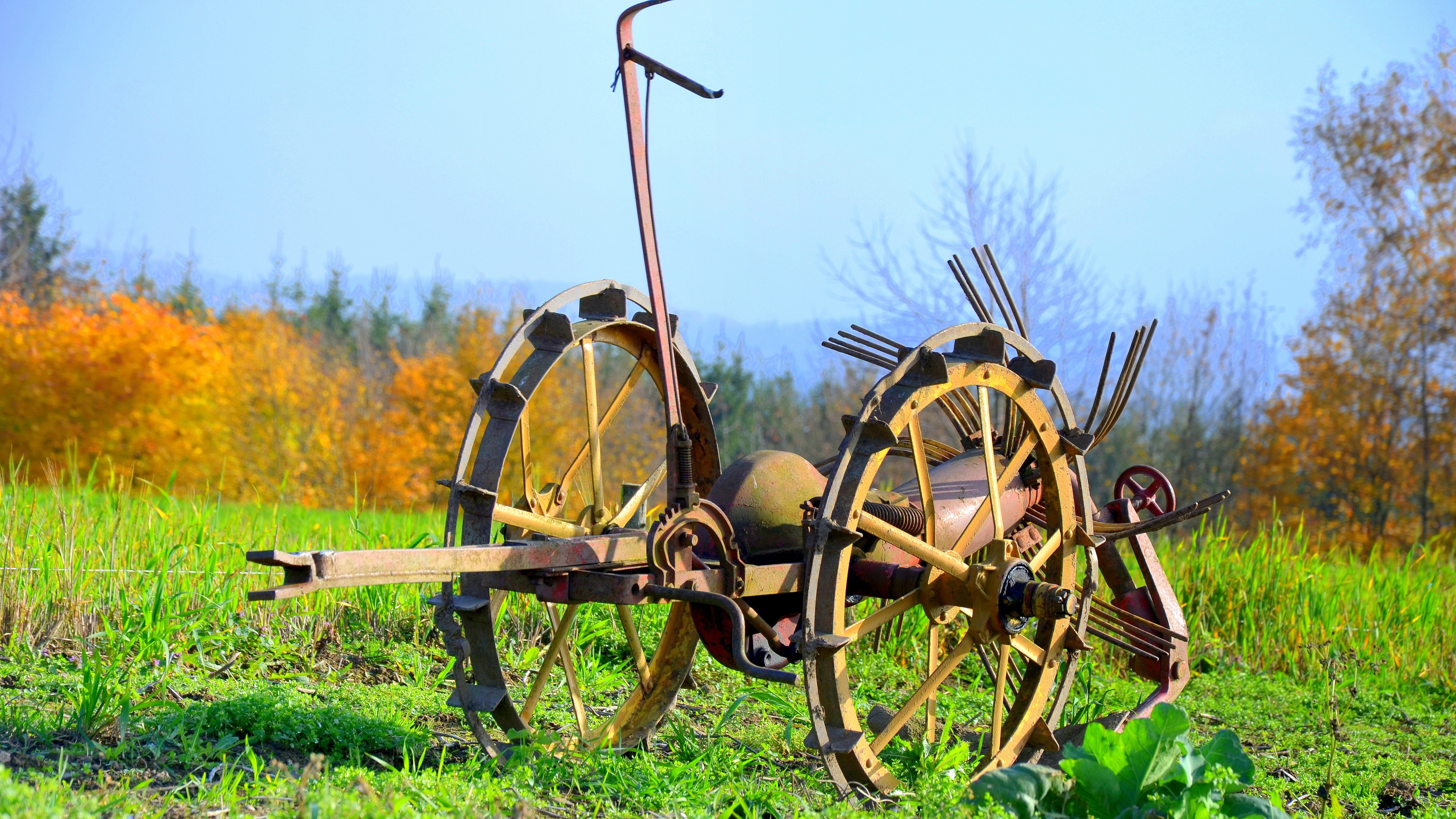 Horse Cart on Field Against Sky, Agriculture, Hayfield, Trees, Rural, HQ Photo