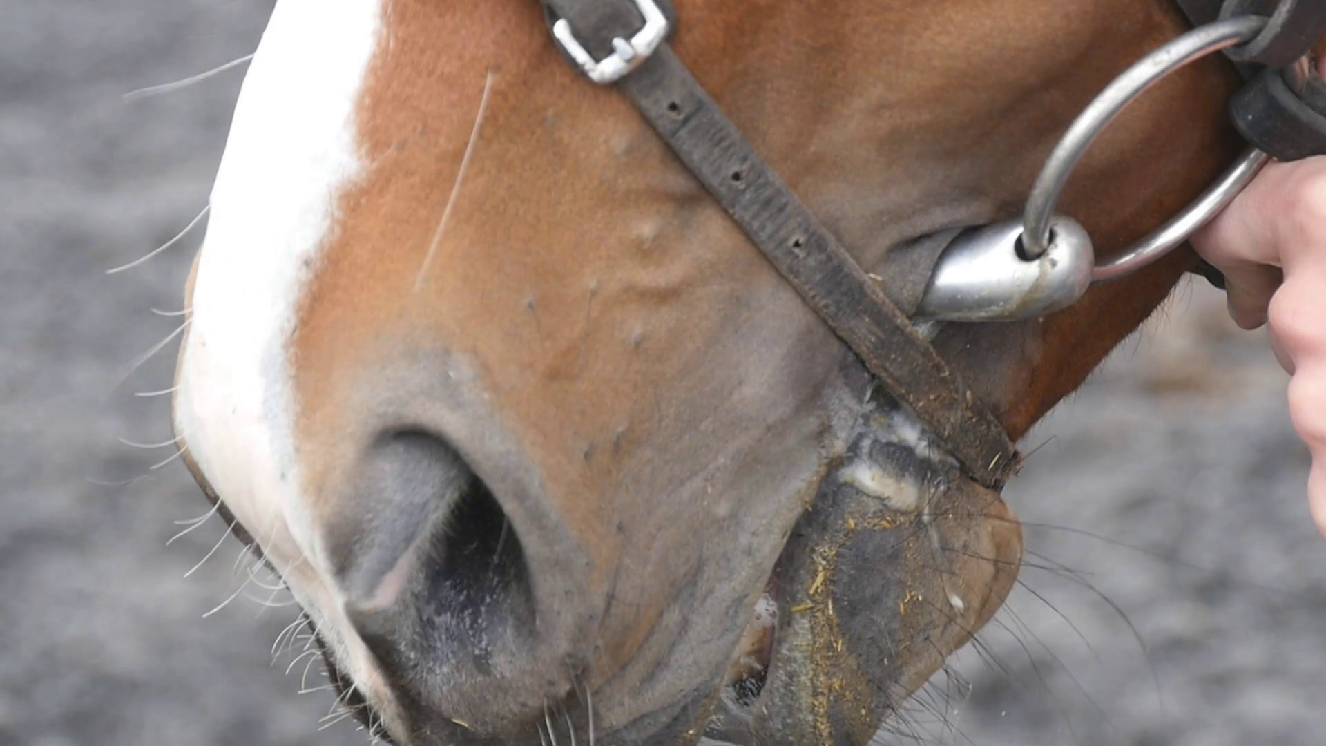 Closeup of horse chewing outdoor. Mouth of animal is chewing ...