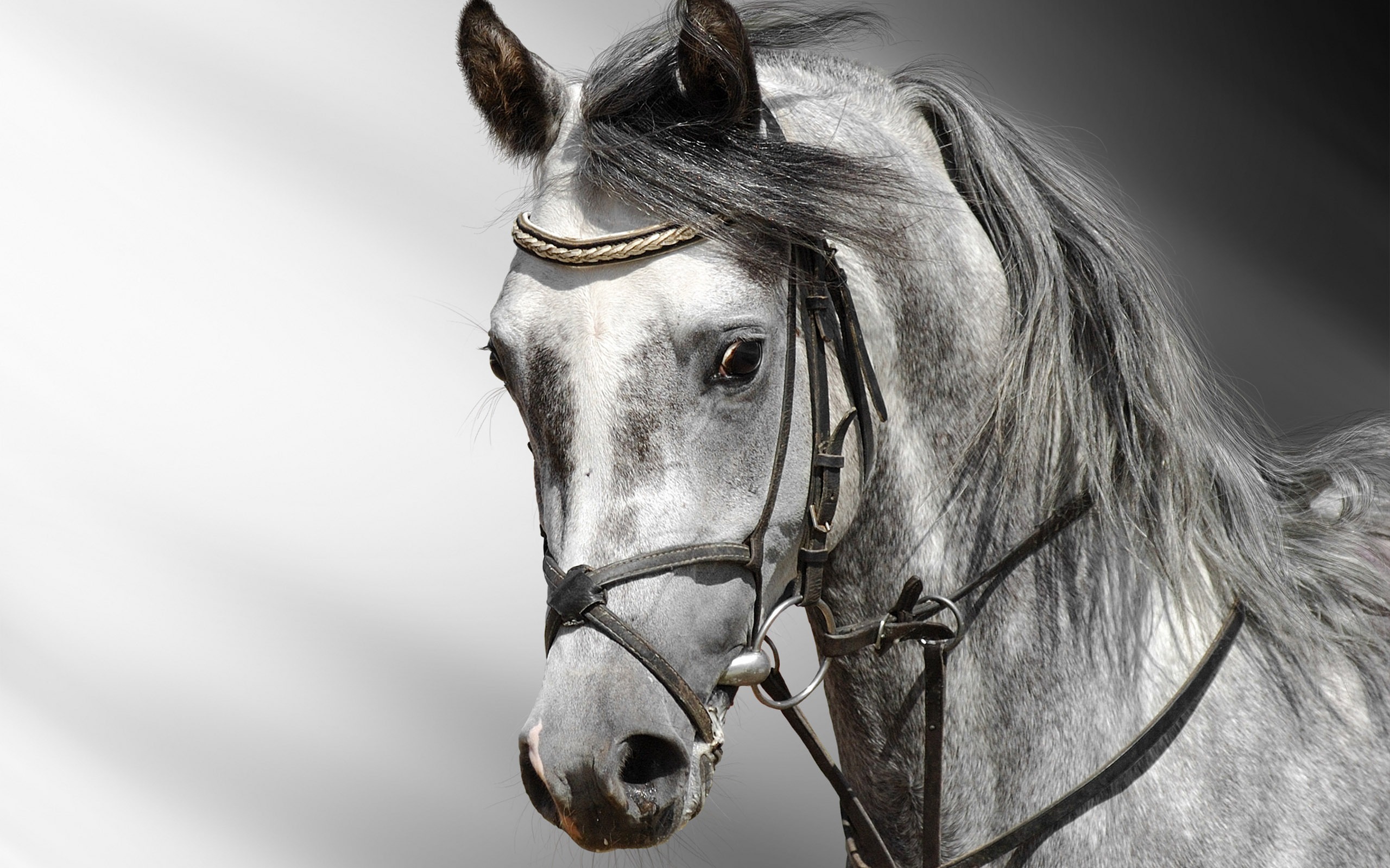 Horse Closeup Wallpaper (24224) - Wallpaperesque