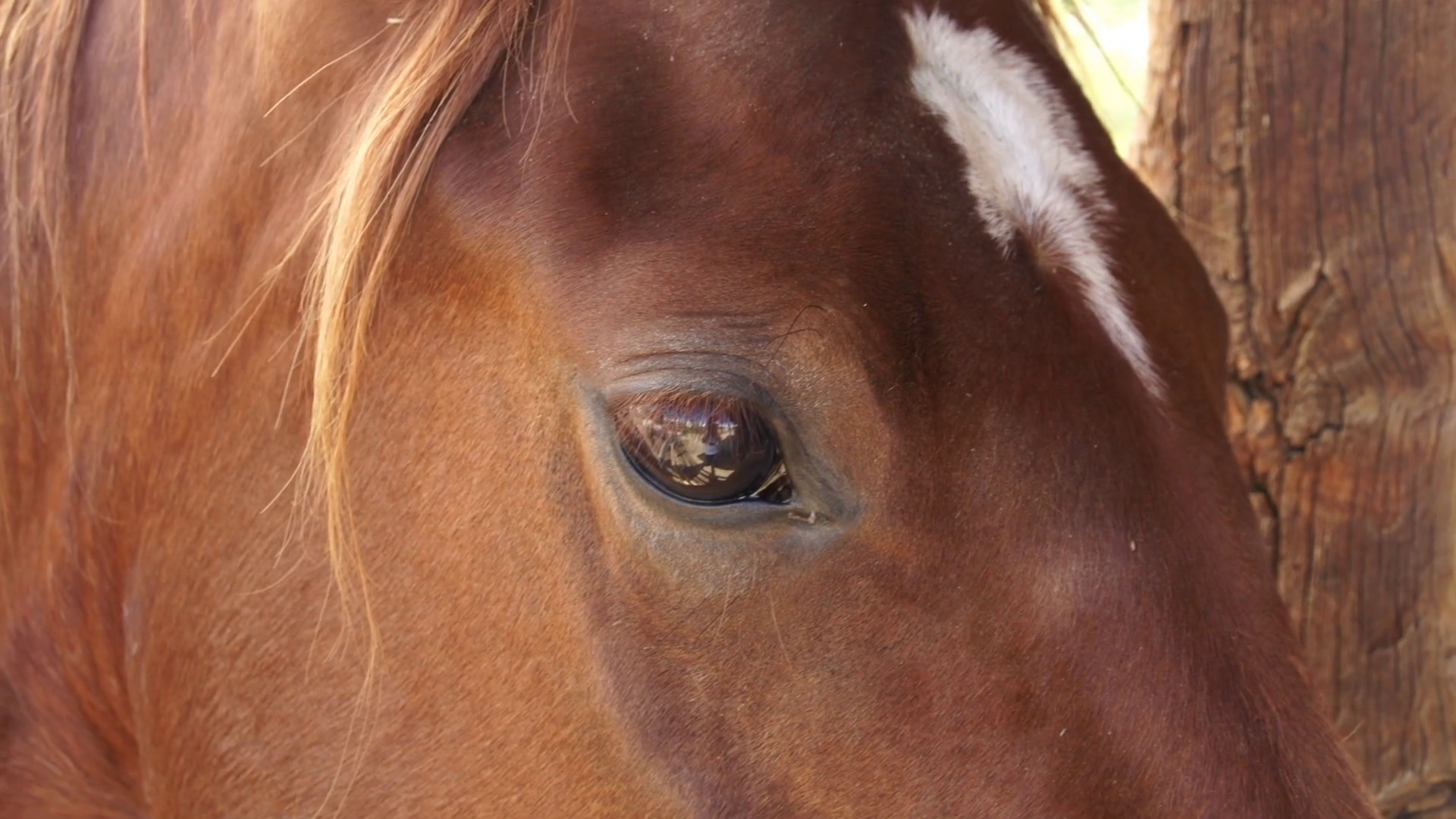 Close Up Horse Eyes Stock Video Footage - VideoBlocks