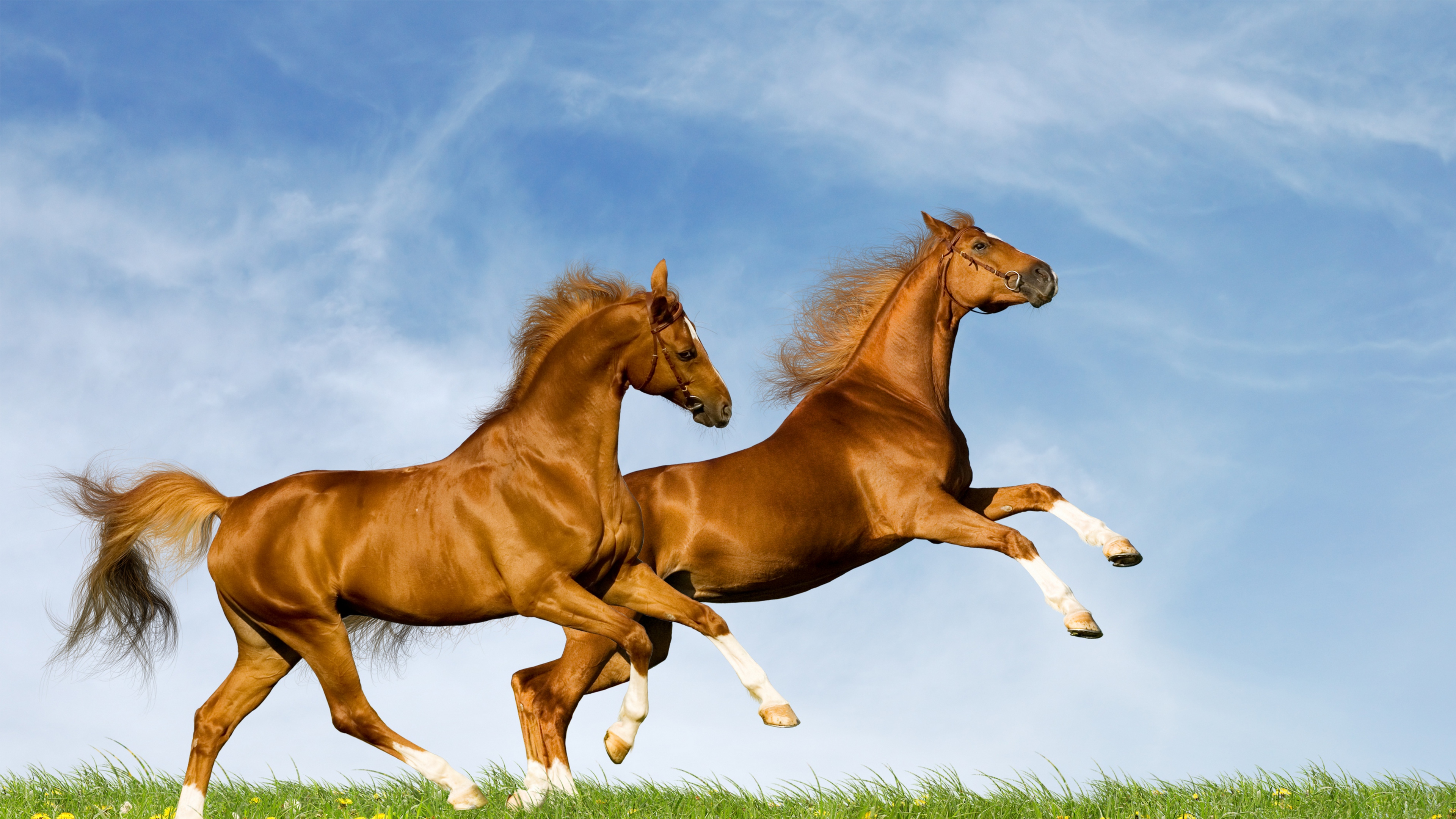 Horse 4K Ultra HD Wallpaper | Horse Couple 4k Ultra HD Wallpapers ...
